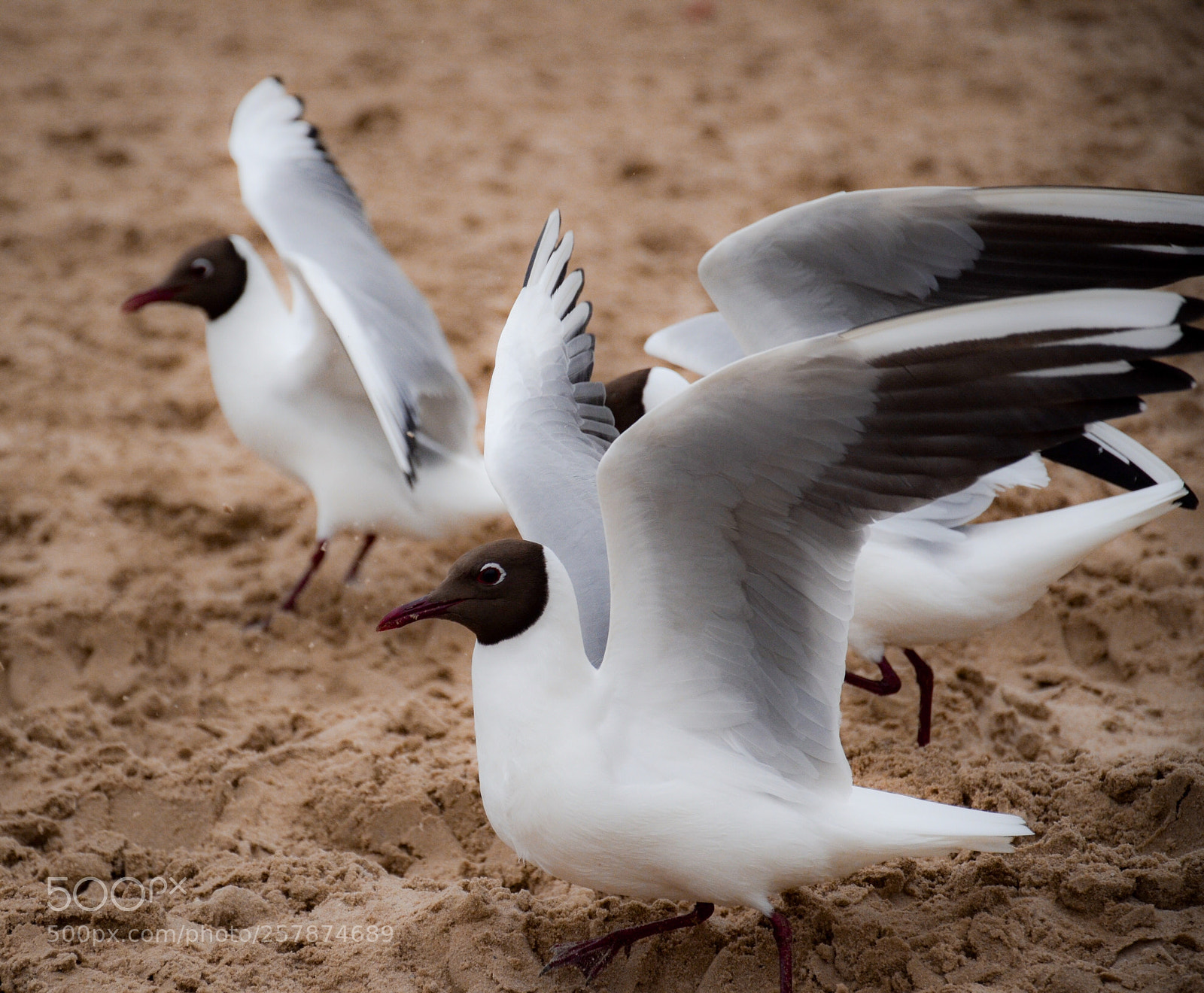 Nikon D7000 sample photo. Black-headed gull photography