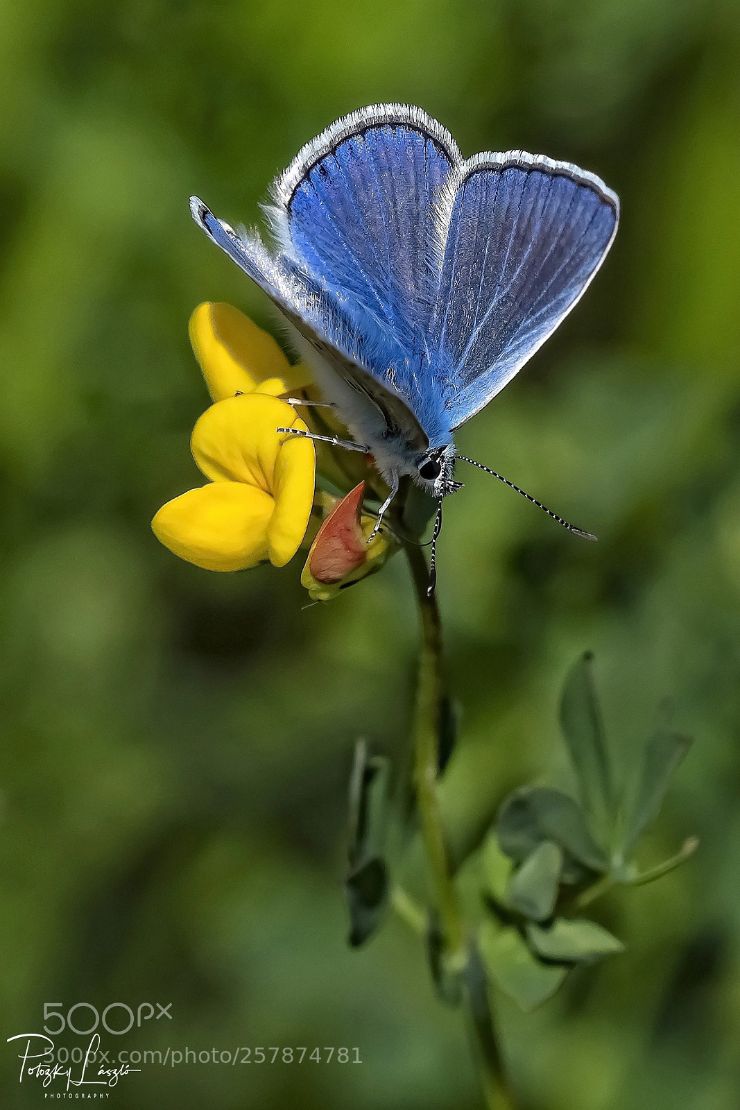 Olympus OM-D E-M1 Mark II sample photo. Blue beauty photography