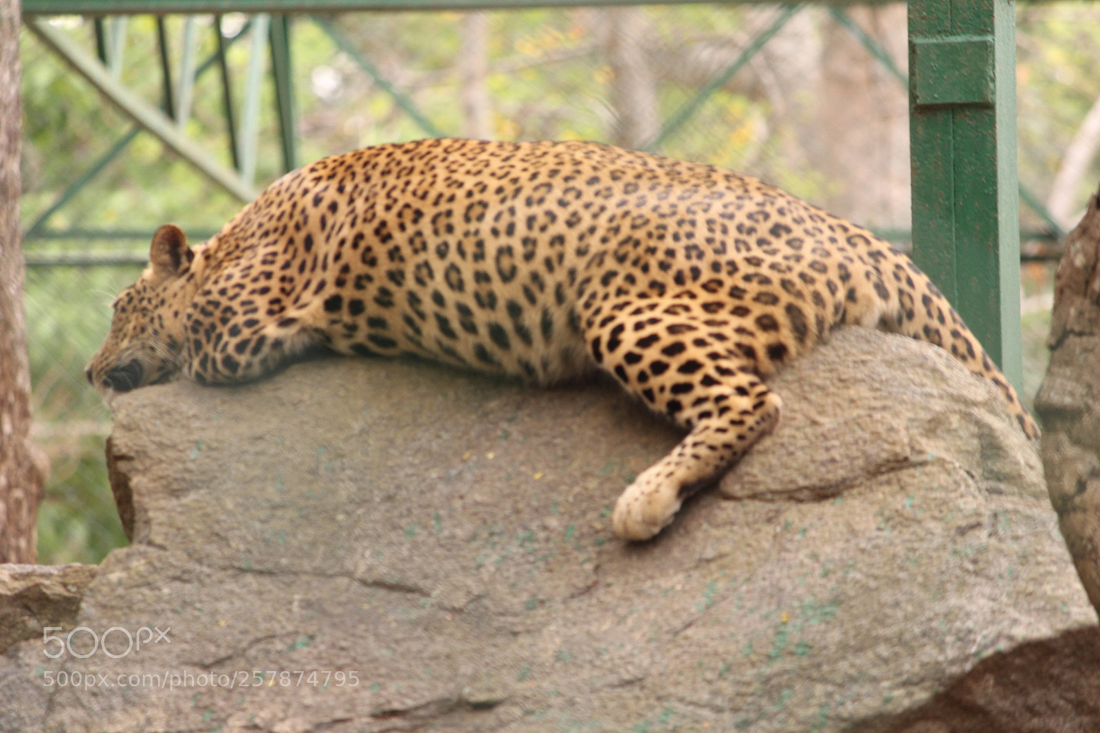 Canon EF-S 55-250mm F4-5.6 IS II sample photo. Img photography