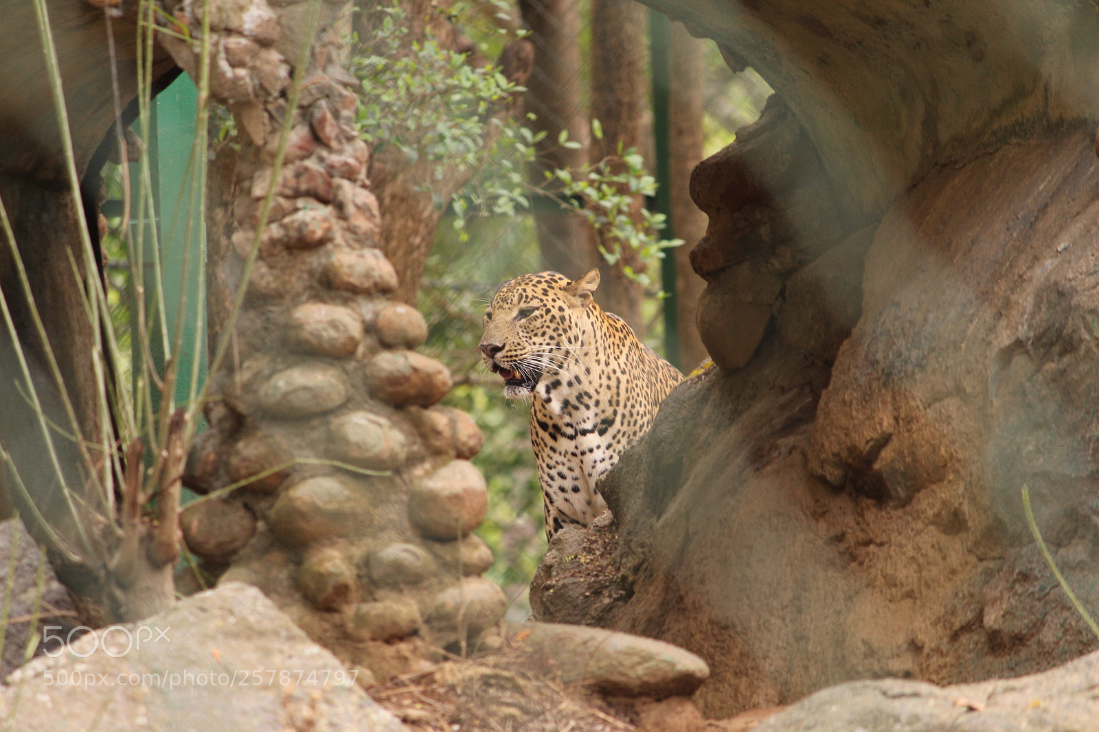 Canon EF-S 55-250mm F4-5.6 IS II sample photo. Img photography