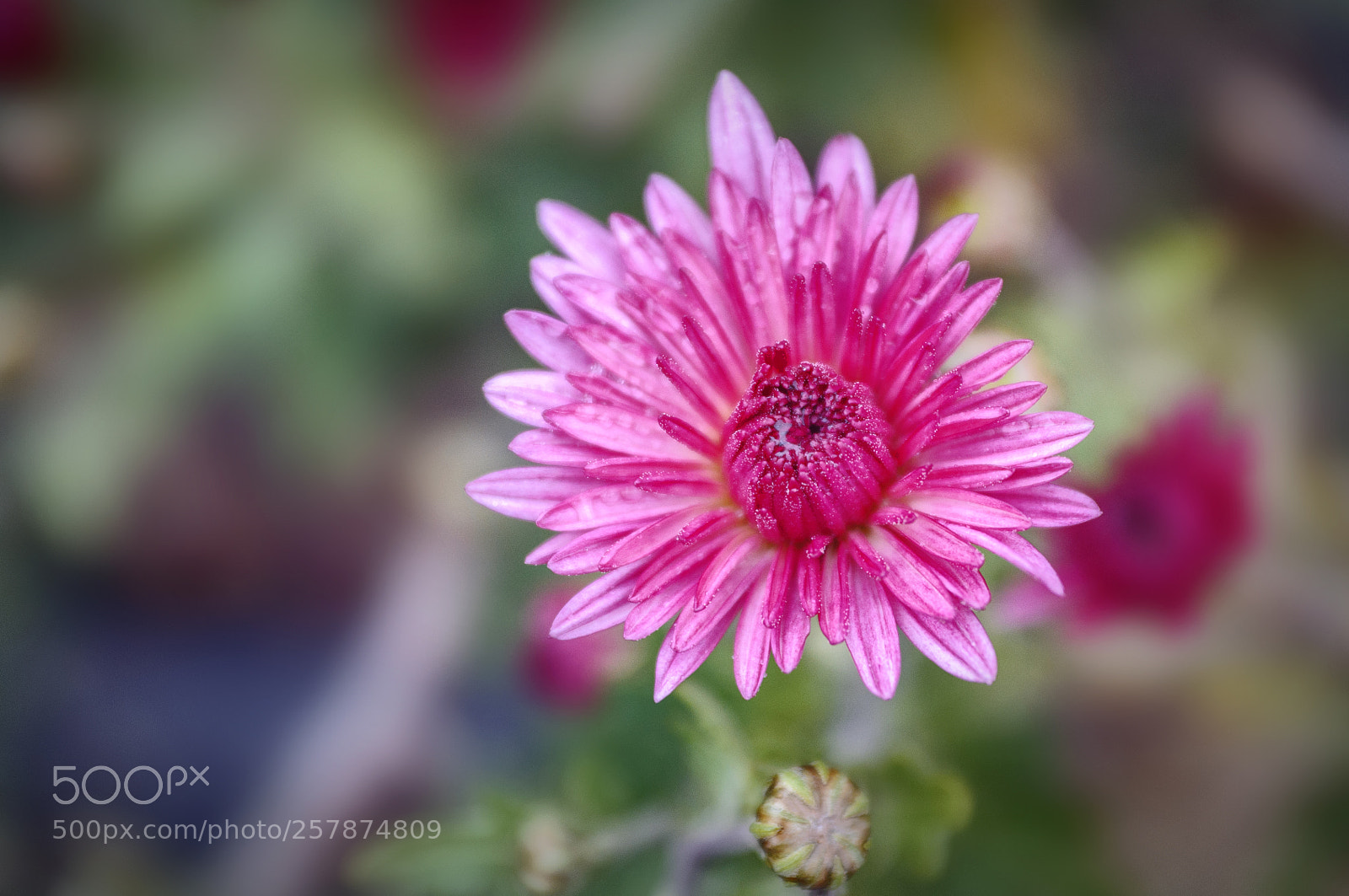 Nikon D90 sample photo. ... photography