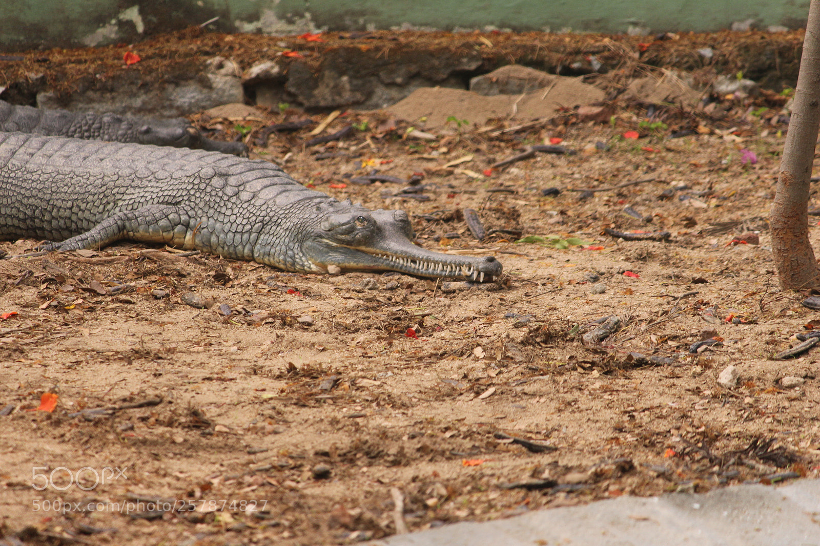 Canon EF-S 55-250mm F4-5.6 IS II sample photo. Img photography