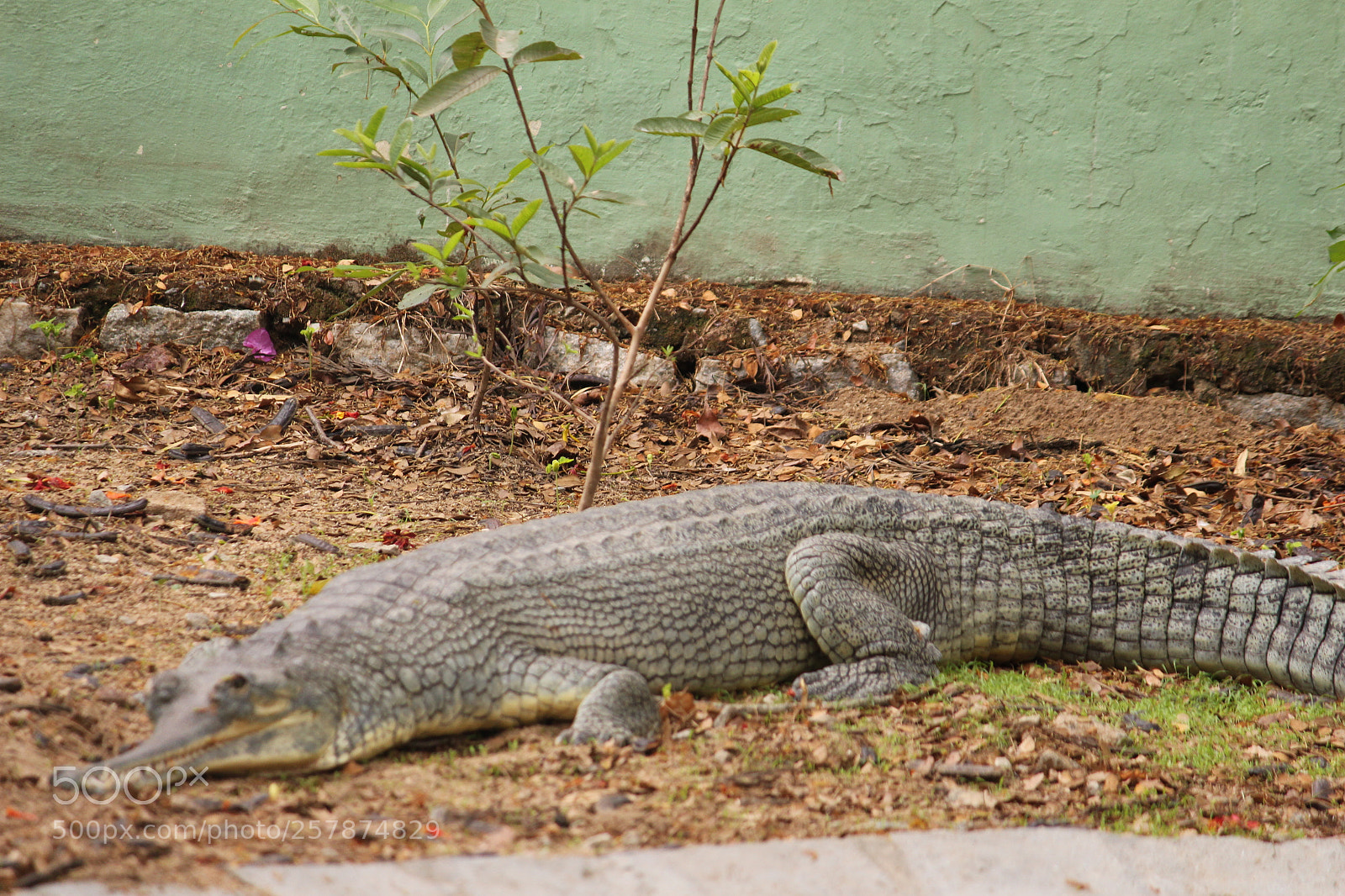 Canon EF-S 55-250mm F4-5.6 IS II sample photo. Img photography