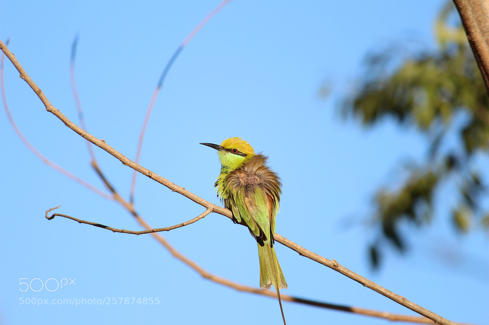 Canon EF-S 55-250mm F4-5.6 IS II sample photo. Img photography
