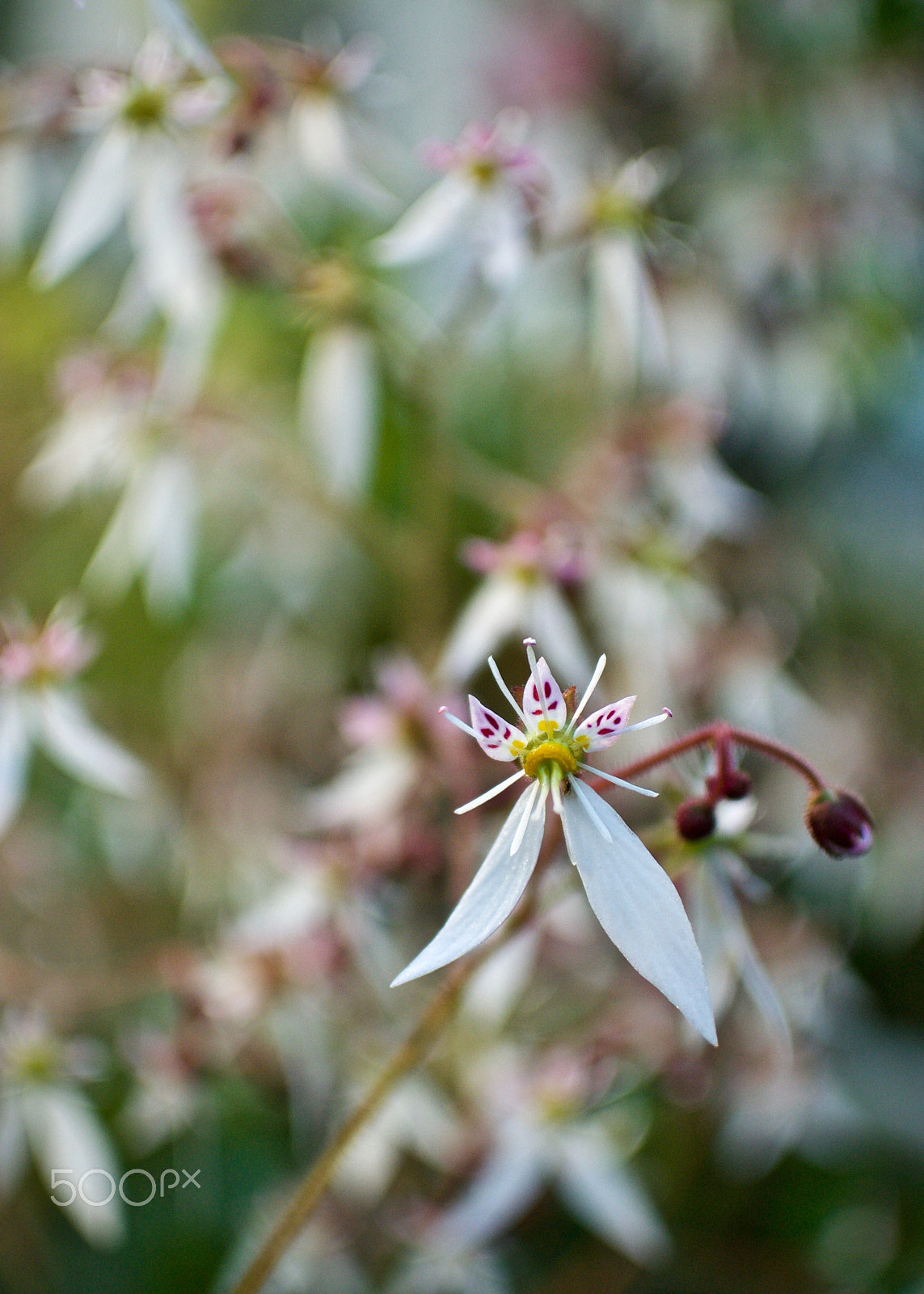 Nikon 1 J2 sample photo. Saxifraga photography