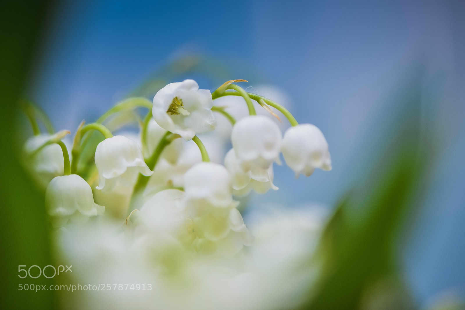 Nikon D810 sample photo. () photography