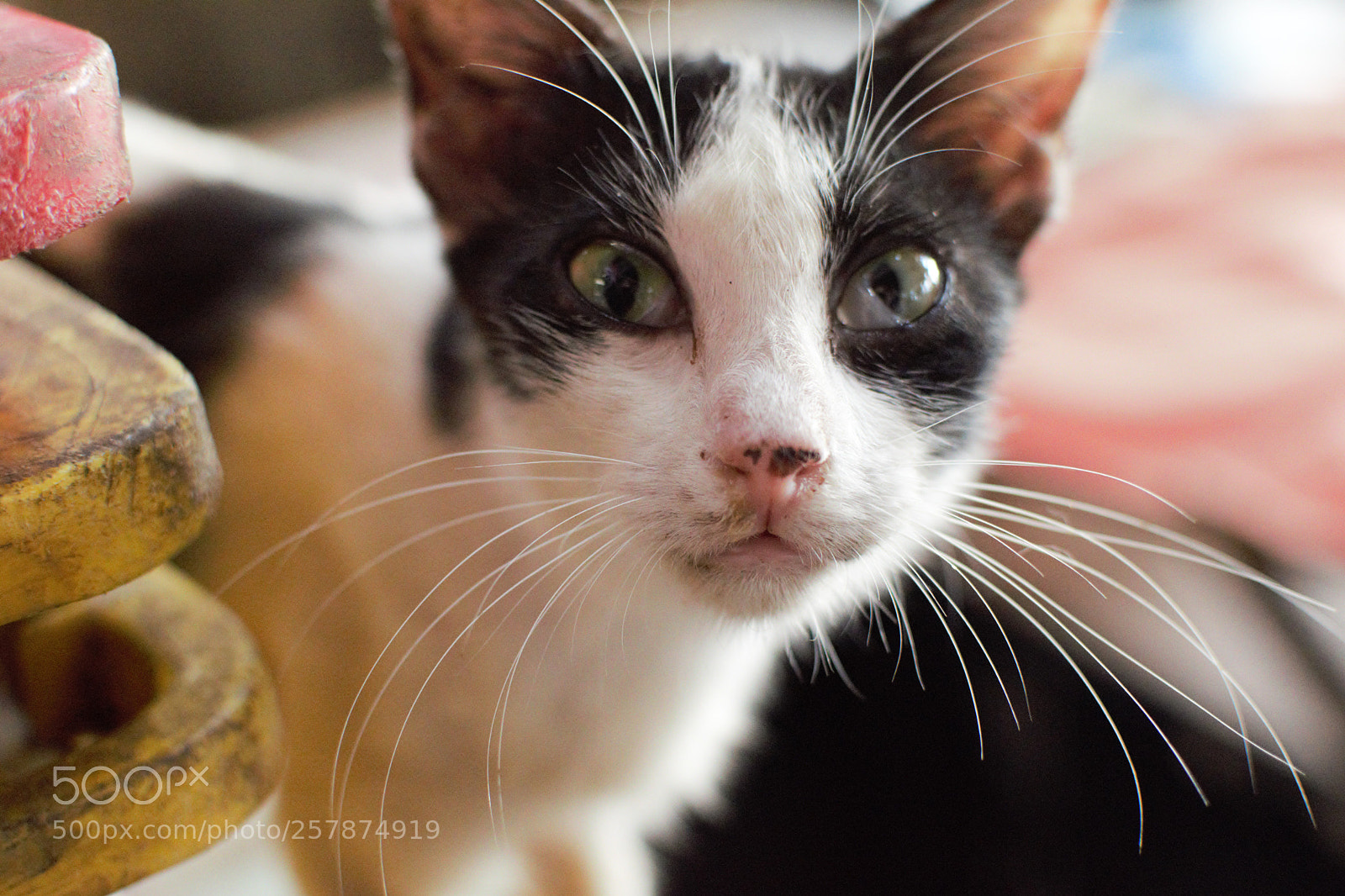 Nikon D3300 sample photo. Cat stare photography