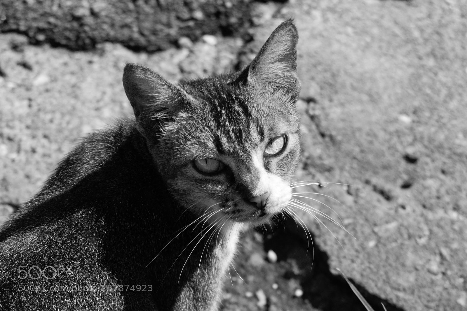 Nikon D3300 sample photo. Cat stare photography