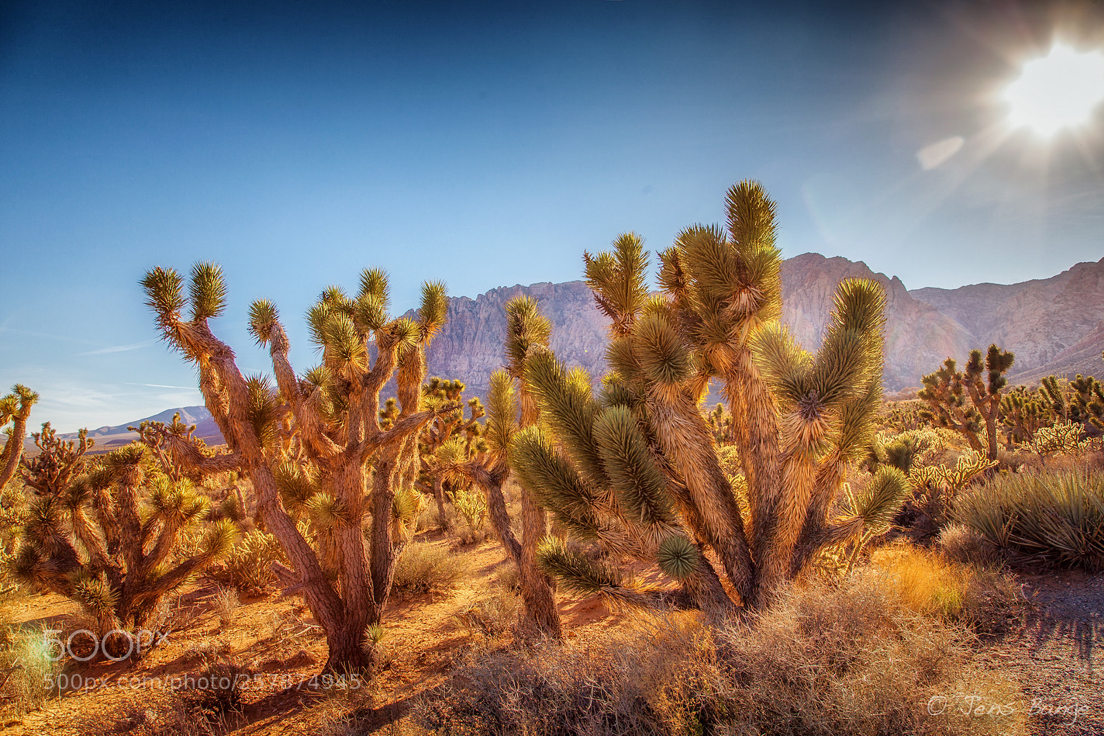 Canon EOS 5D Mark II sample photo. Joshua tree photography