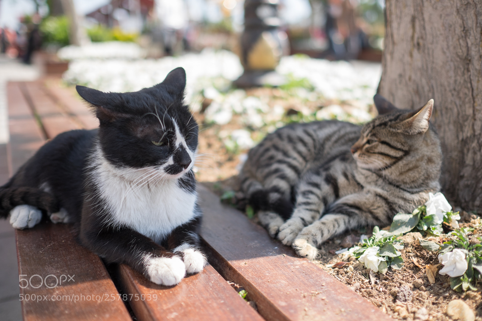 Fujifilm X-T1 sample photo. Istanbul 2017 photography