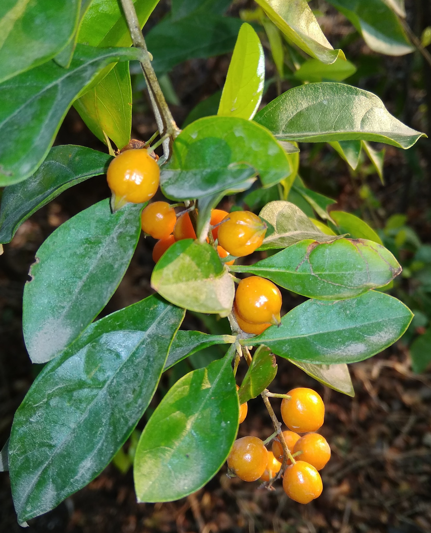 Xiaomi Redmi 5A sample photo