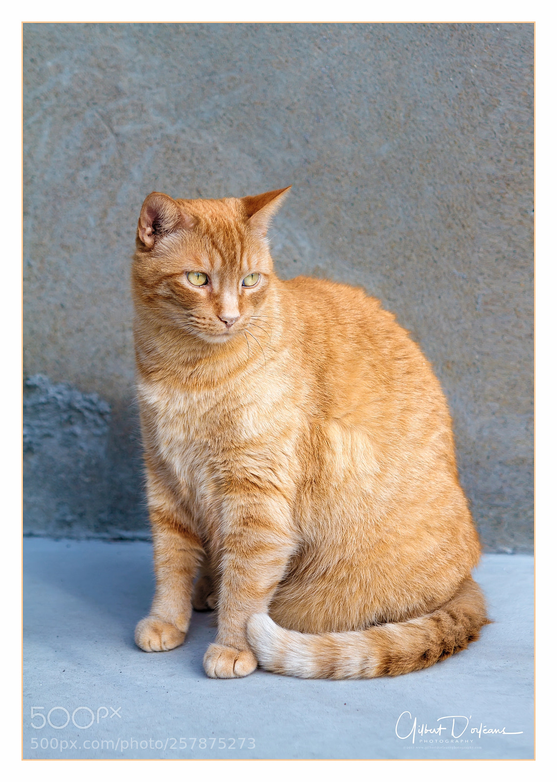 Canon EOS 7D sample photo. Unknown cat photography