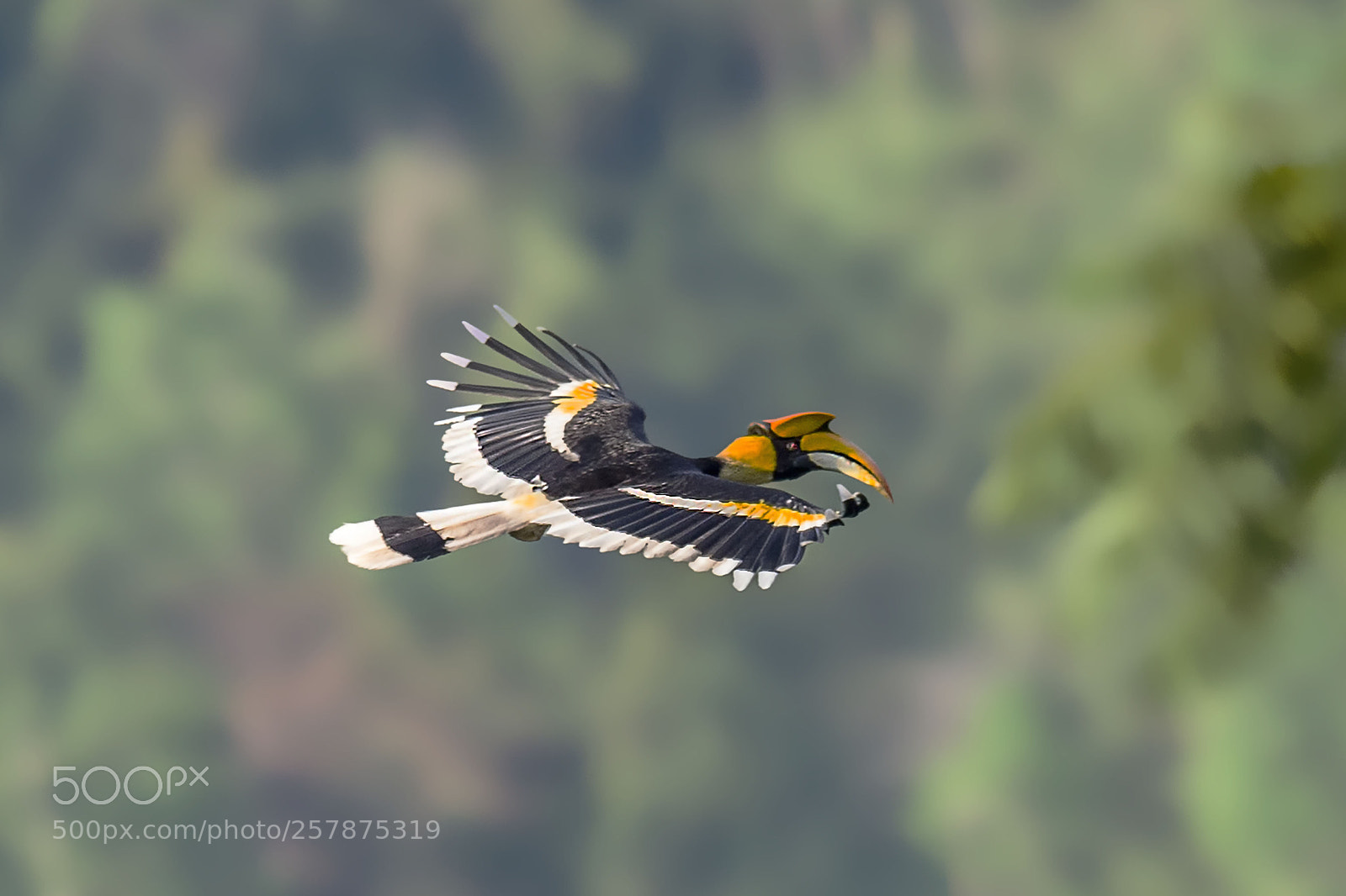 Nikon D4 sample photo. Grear hornbill photography