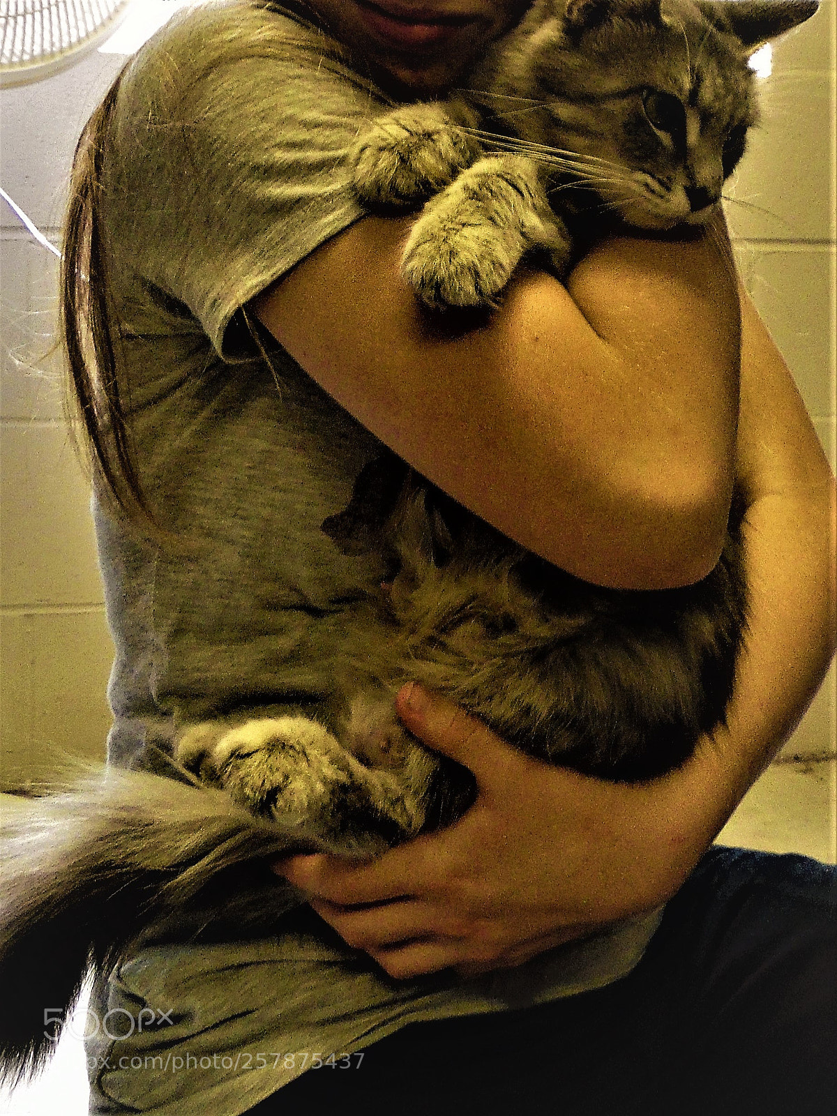 Samsung WB1100F/WB1101F/WB1102F sample photo. Huging a fluffy cat photography
