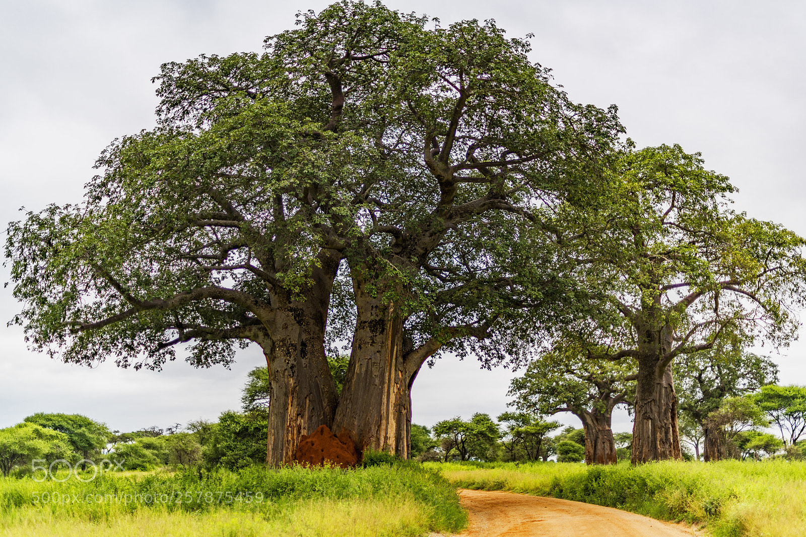 Nikon D850 sample photo. Majestic baoboab trees photography