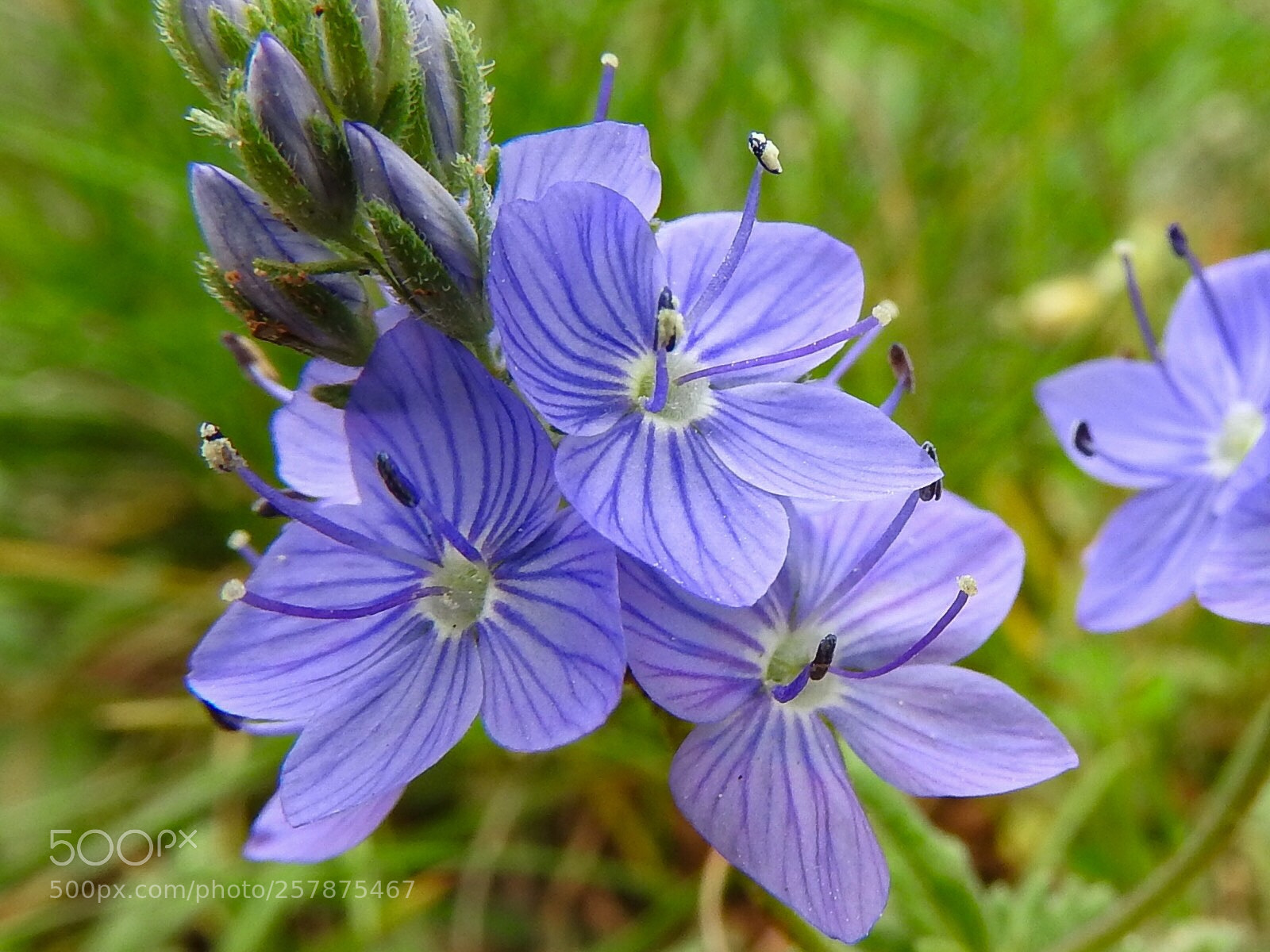 Nikon Coolpix P610 sample photo. Purple flower#e photography