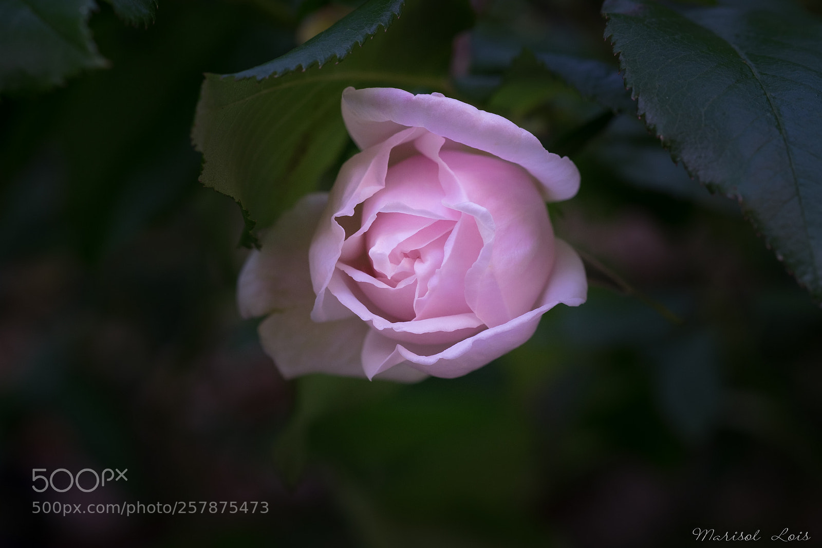 Fujifilm X-E2 sample photo. Première rose photography