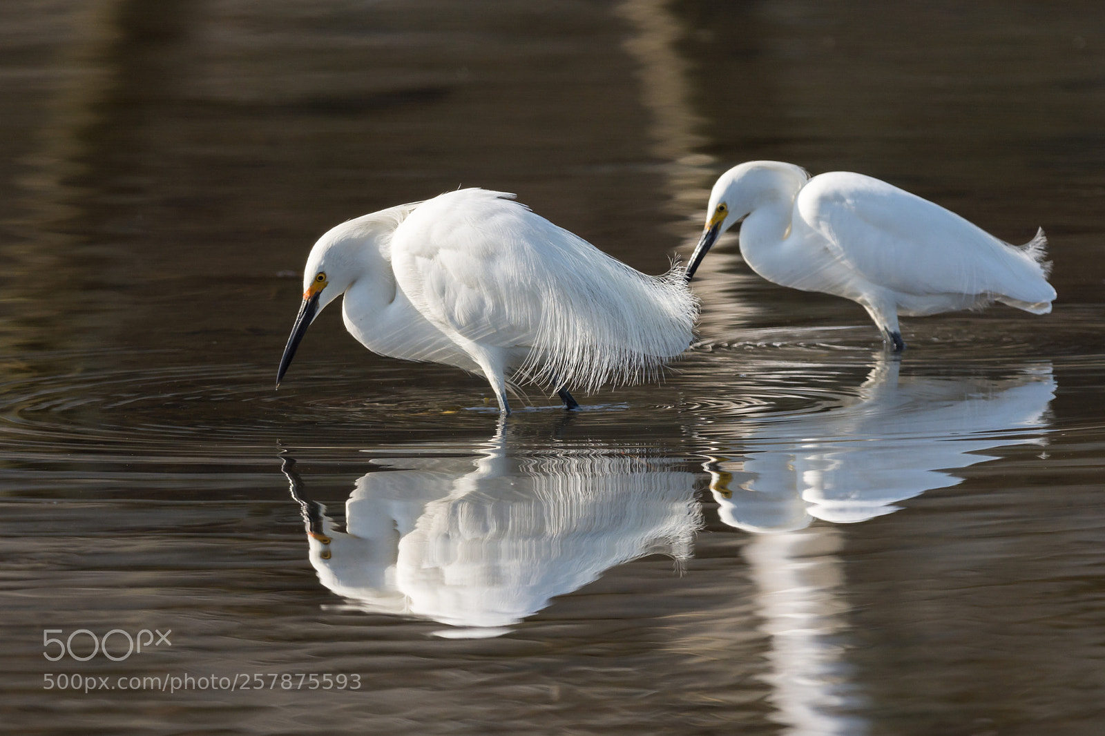 Nikon D7100 sample photo. Egret's reflections photography