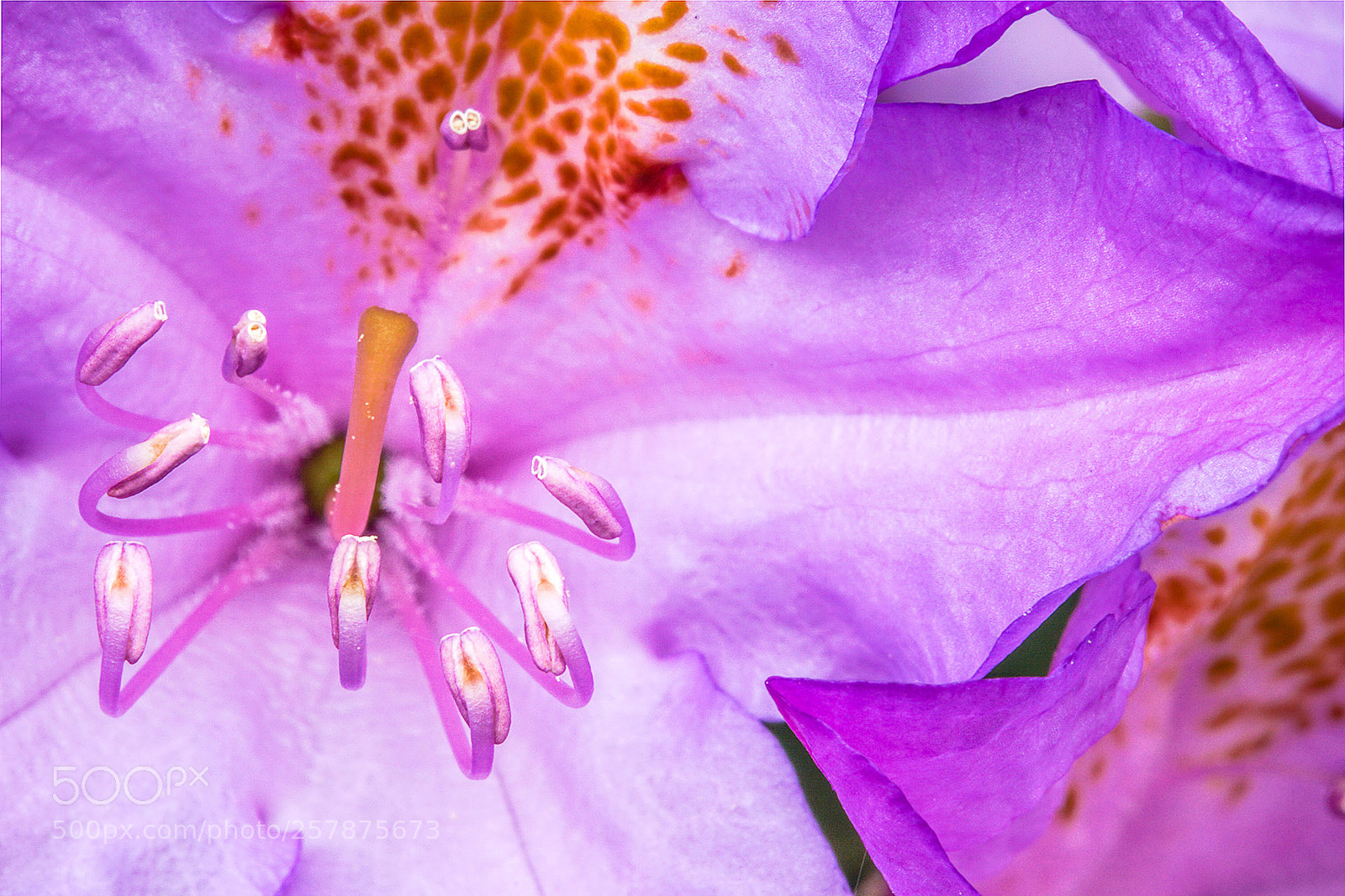 Sony ILCA-77M2 sample photo. Azalea japonica photography