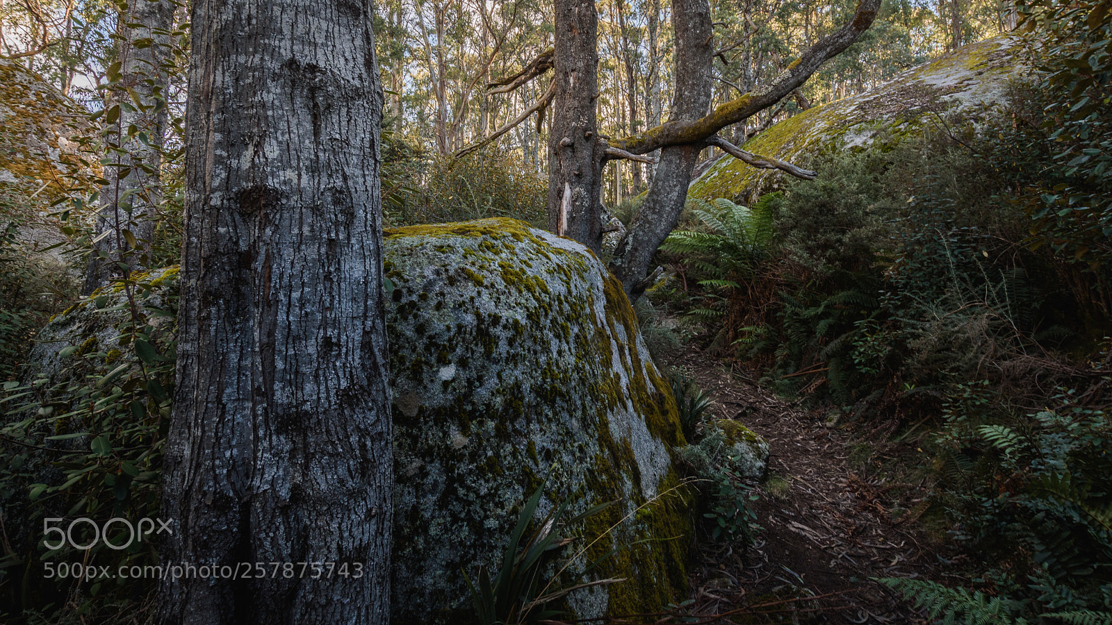 Nikon D7200 sample photo. Strange forest photography