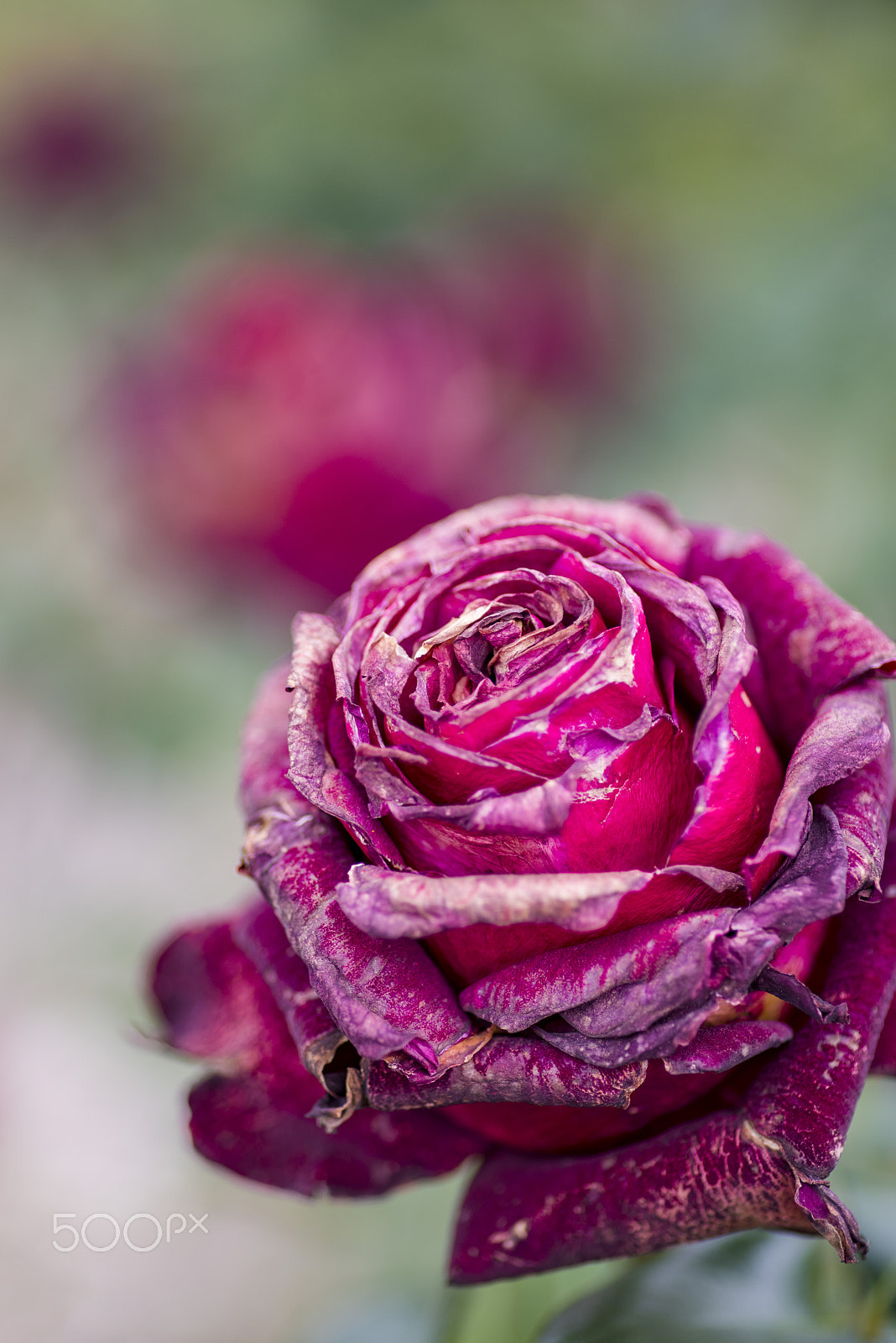 Pentax K-1 Mark II sample photo. Being spoiled photography