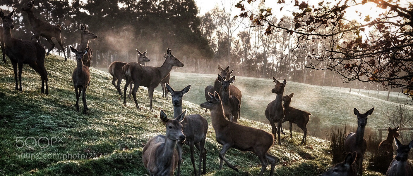 Fujifilm X-H1 sample photo. Early morning with deer photography