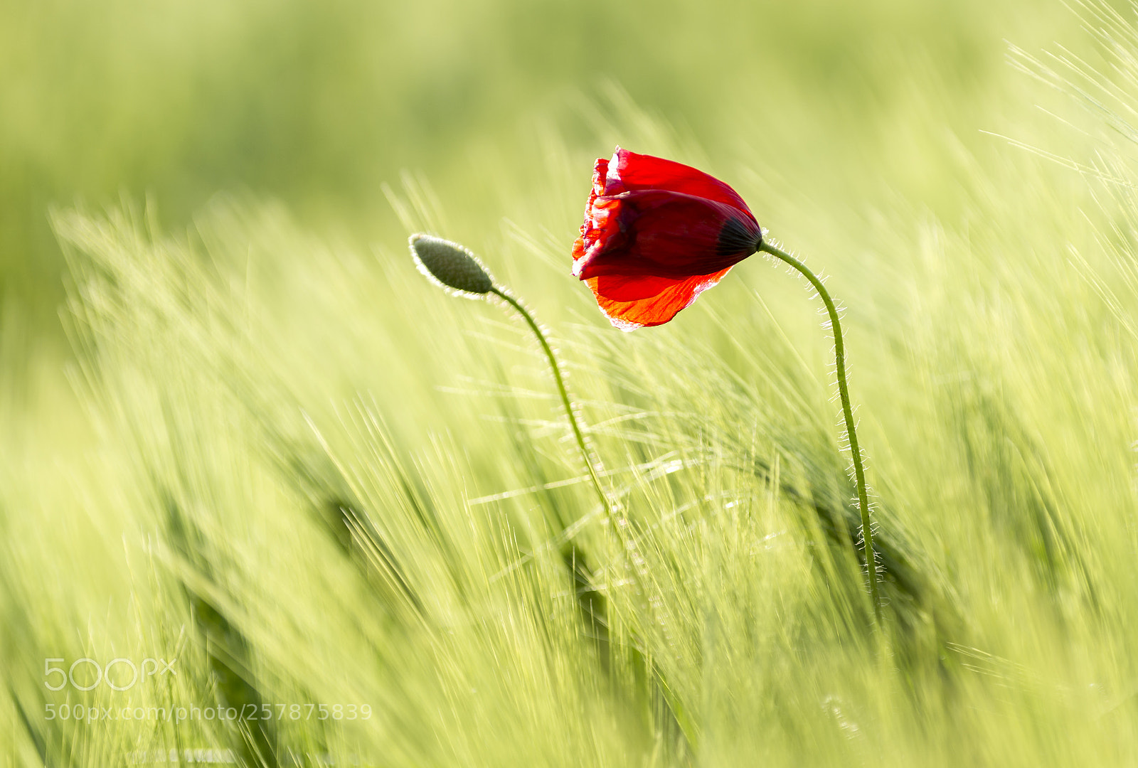Nikon D7200 sample photo. Lonely poppy photography