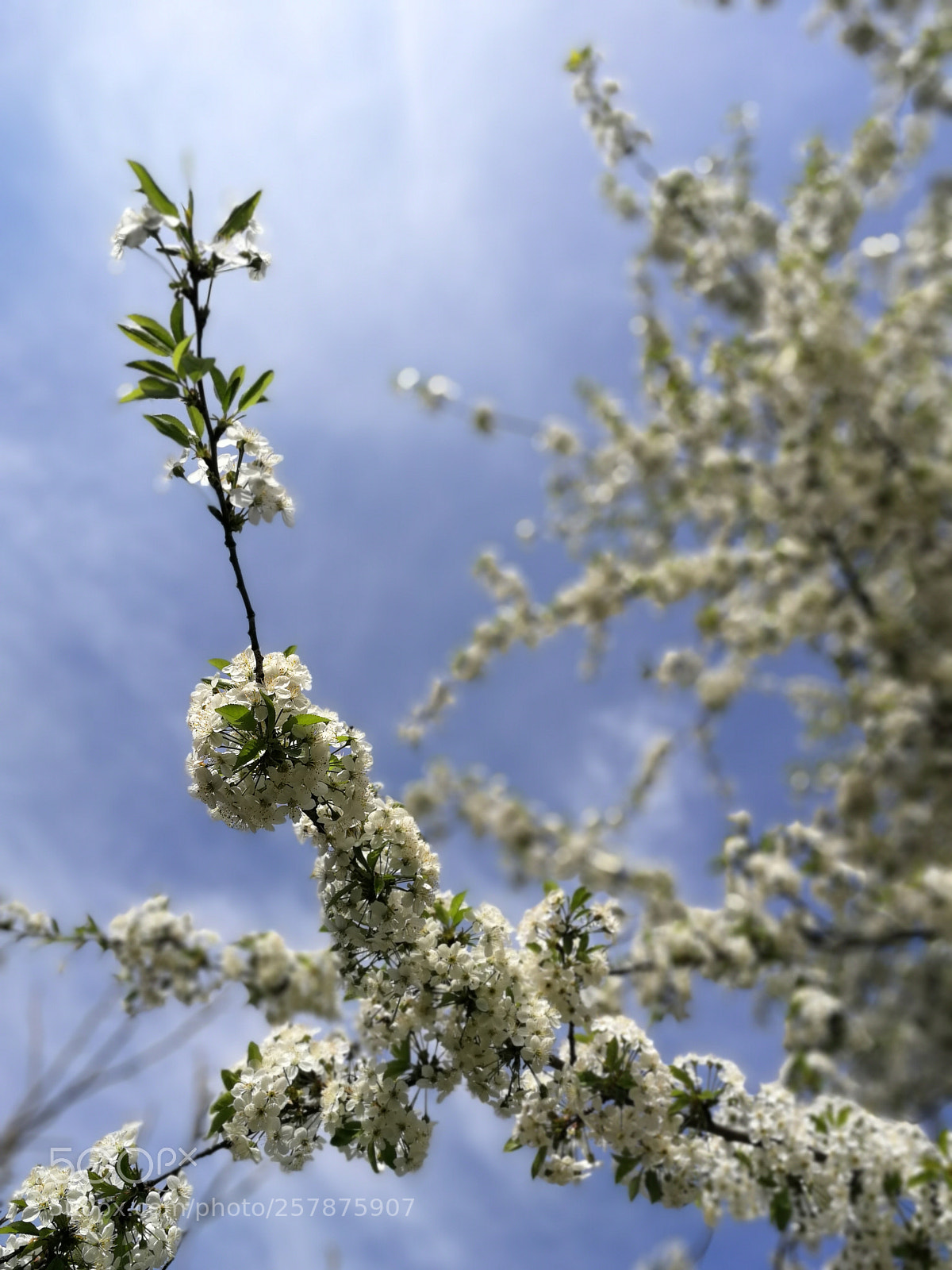 HUAWEI P10 sample photo. Cherry tree in blossom photography
