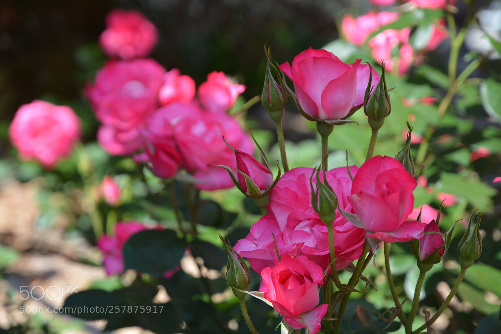 Nikon D7100 sample photo. Untitled photography
