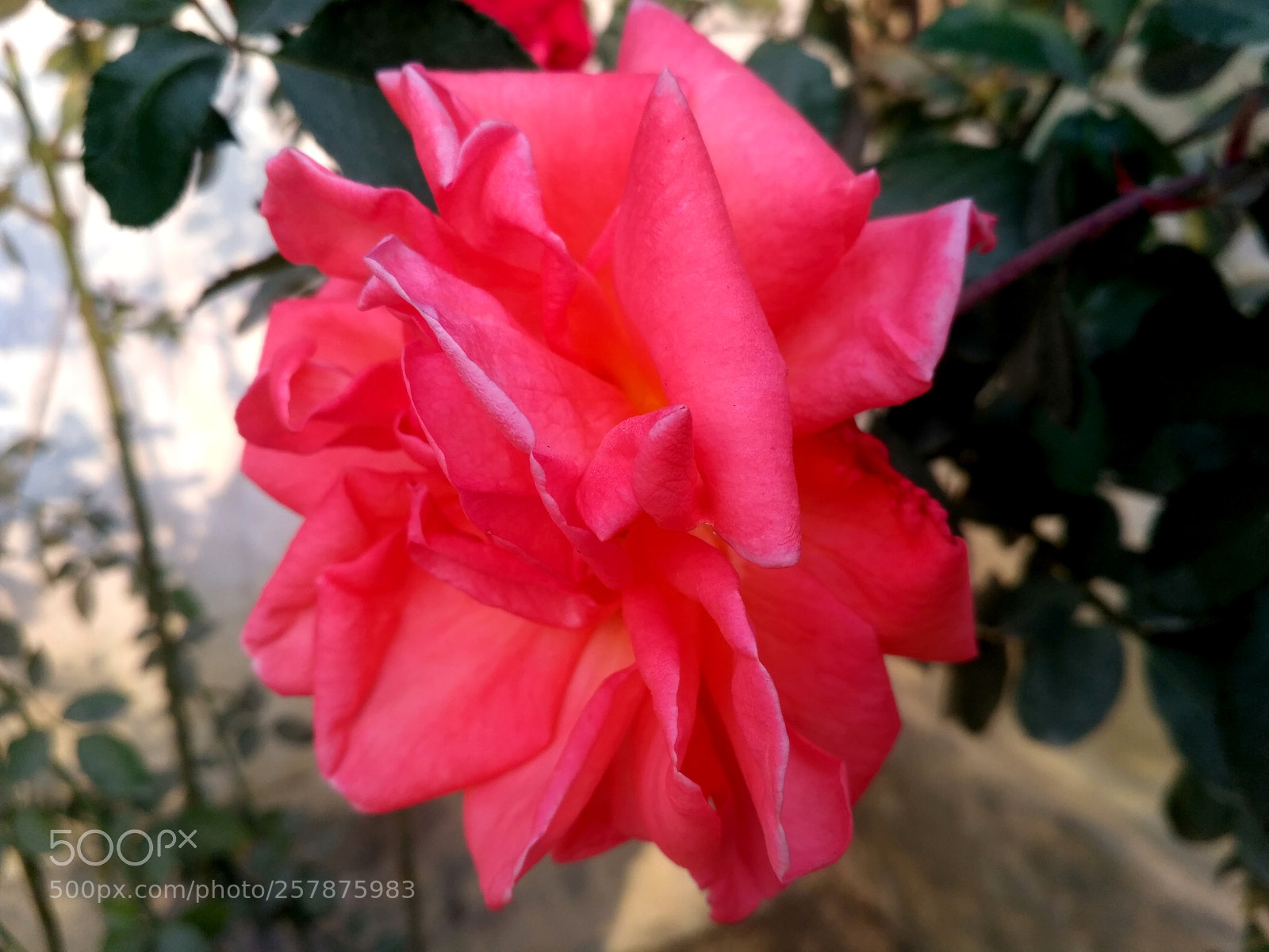 Xiaomi Redmi 3S sample photo. 7.jpg photography