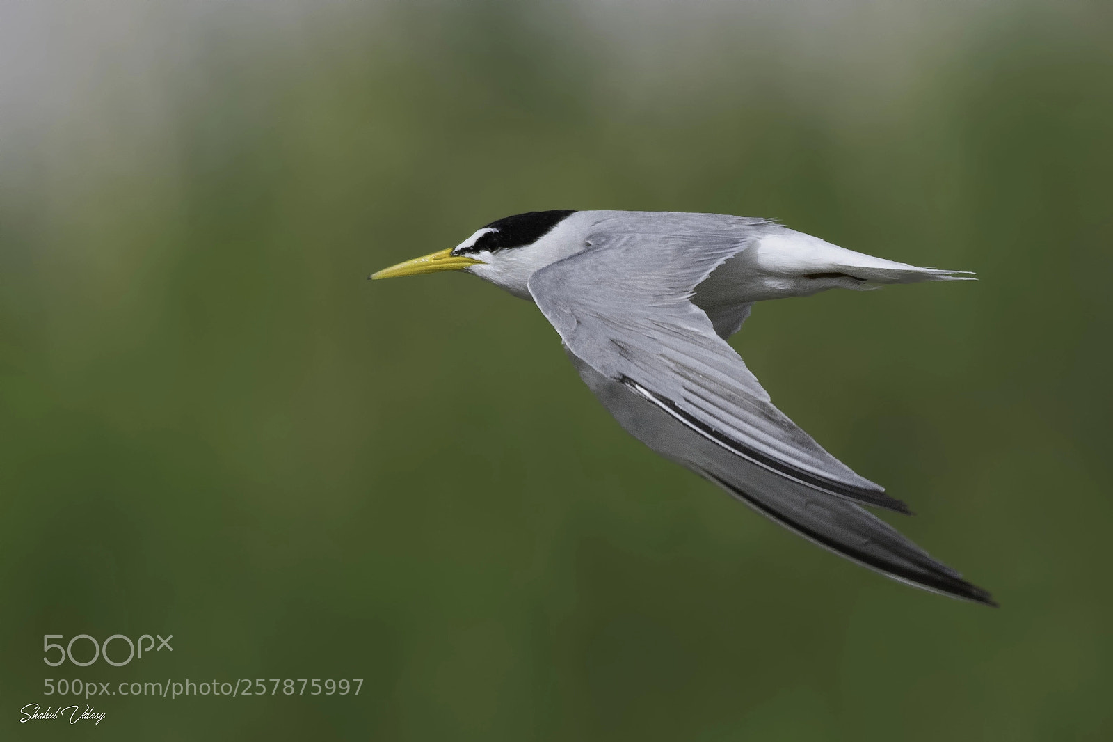 Nikon D500 sample photo. Little tern photography