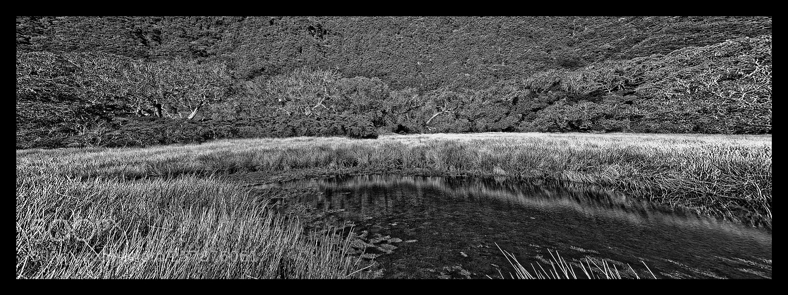 Nikon D7000 sample photo. Tang dans la foret photography