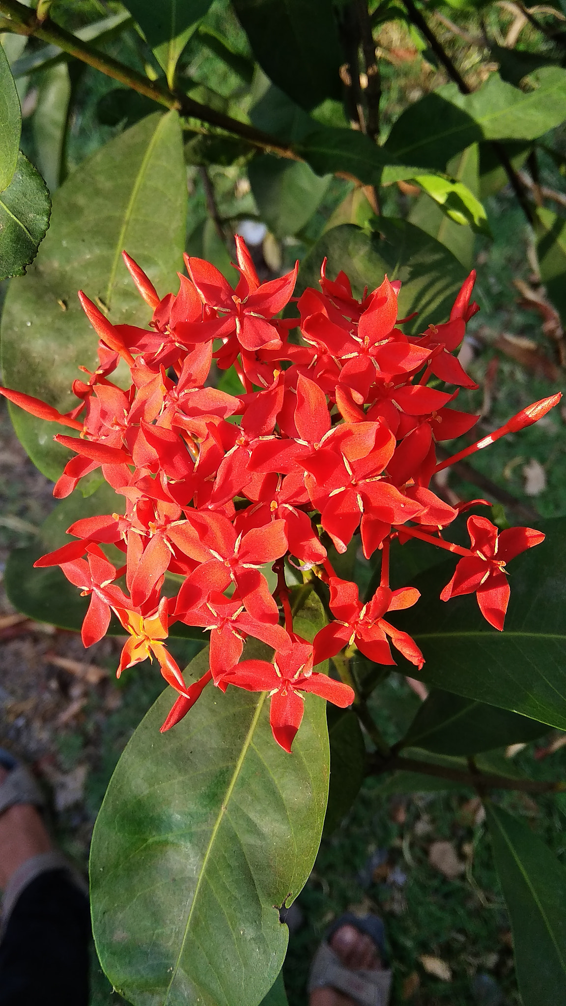 Xiaomi Redmi 5A sample photo. Flowers photography