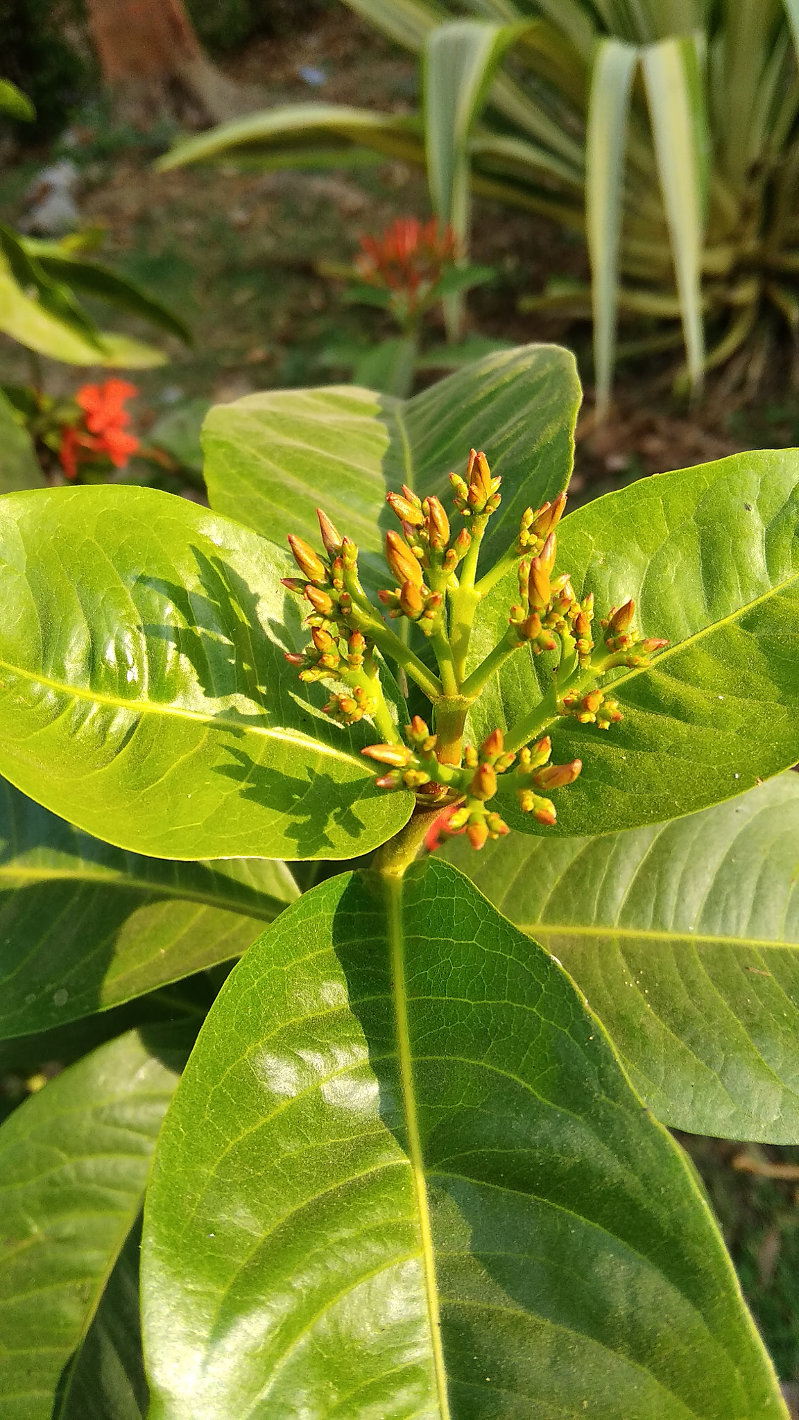 Xiaomi Redmi 5A sample photo