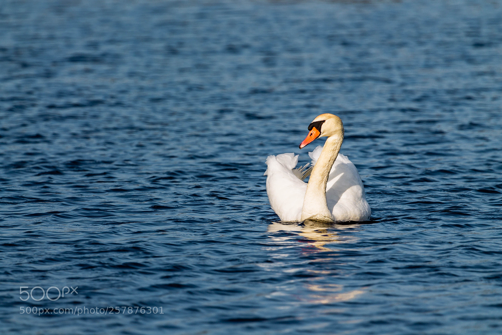 Canon EOS 1100D (EOS Rebel T3 / EOS Kiss X50) sample photo. Mute swan photography