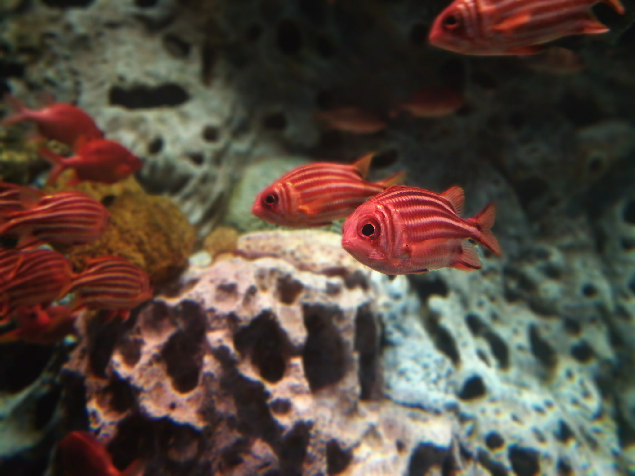 HUAWEI c??Eu?s 6X sample photo. Fish photography