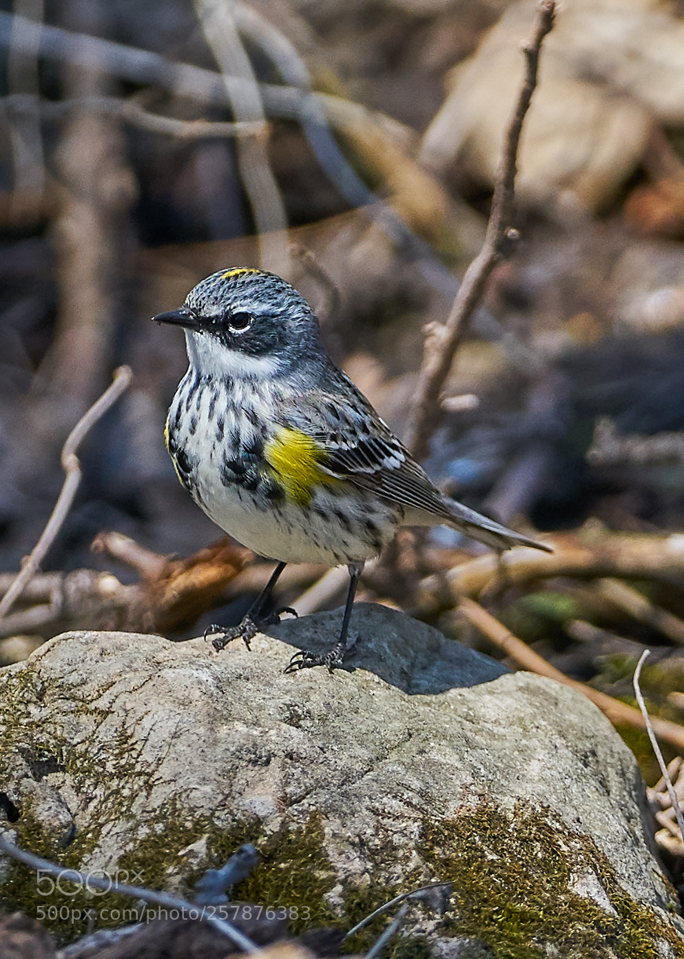 Sony a7R II sample photo. Yellow-rump warbler photography
