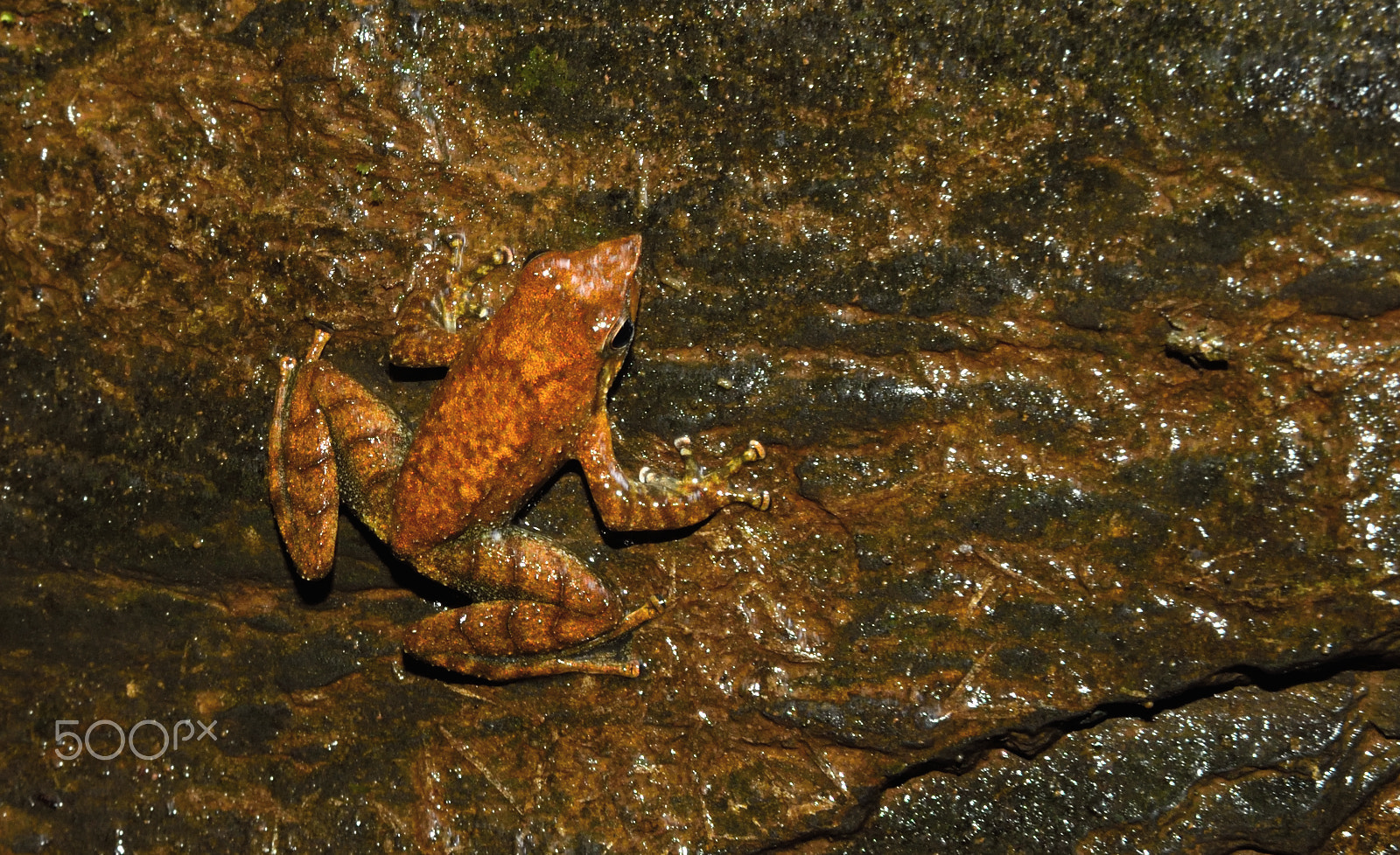 Nikon AF Nikkor 24-85mm F2.8-4D IF sample photo. Tree frog photography