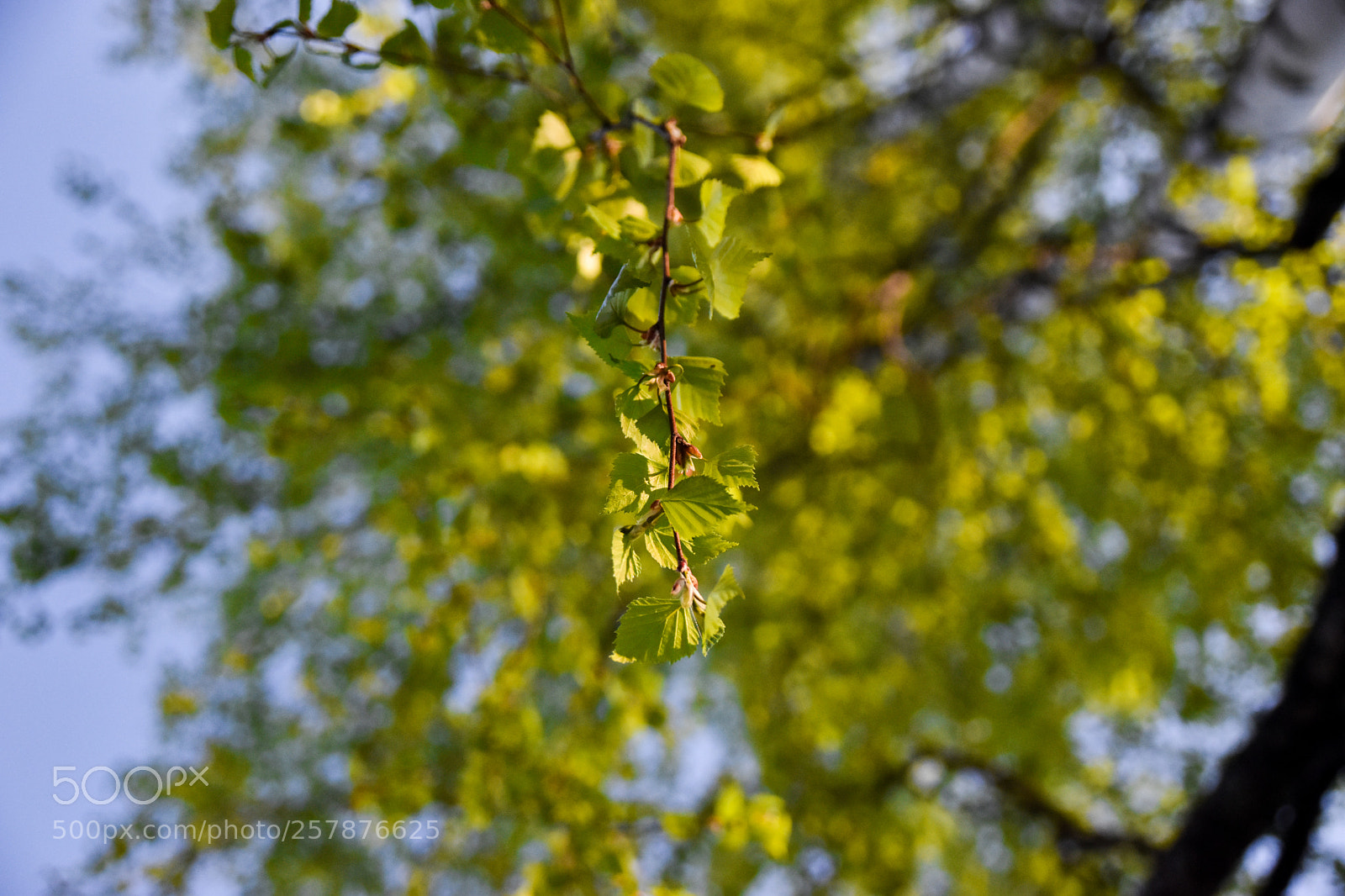 Nikon D5500 sample photo. Leaves photography