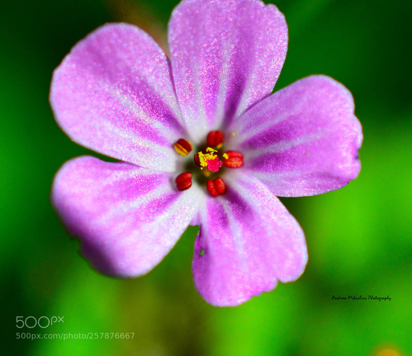 Nikon D3200 sample photo. Purple morning photography