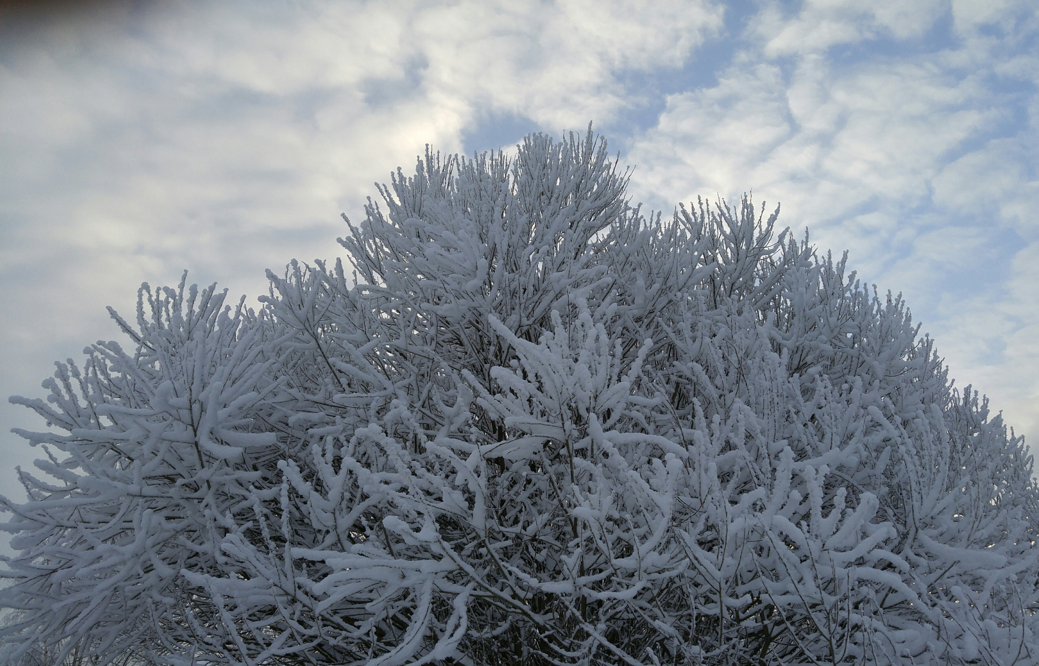 LG H818P sample photo. Tree photography