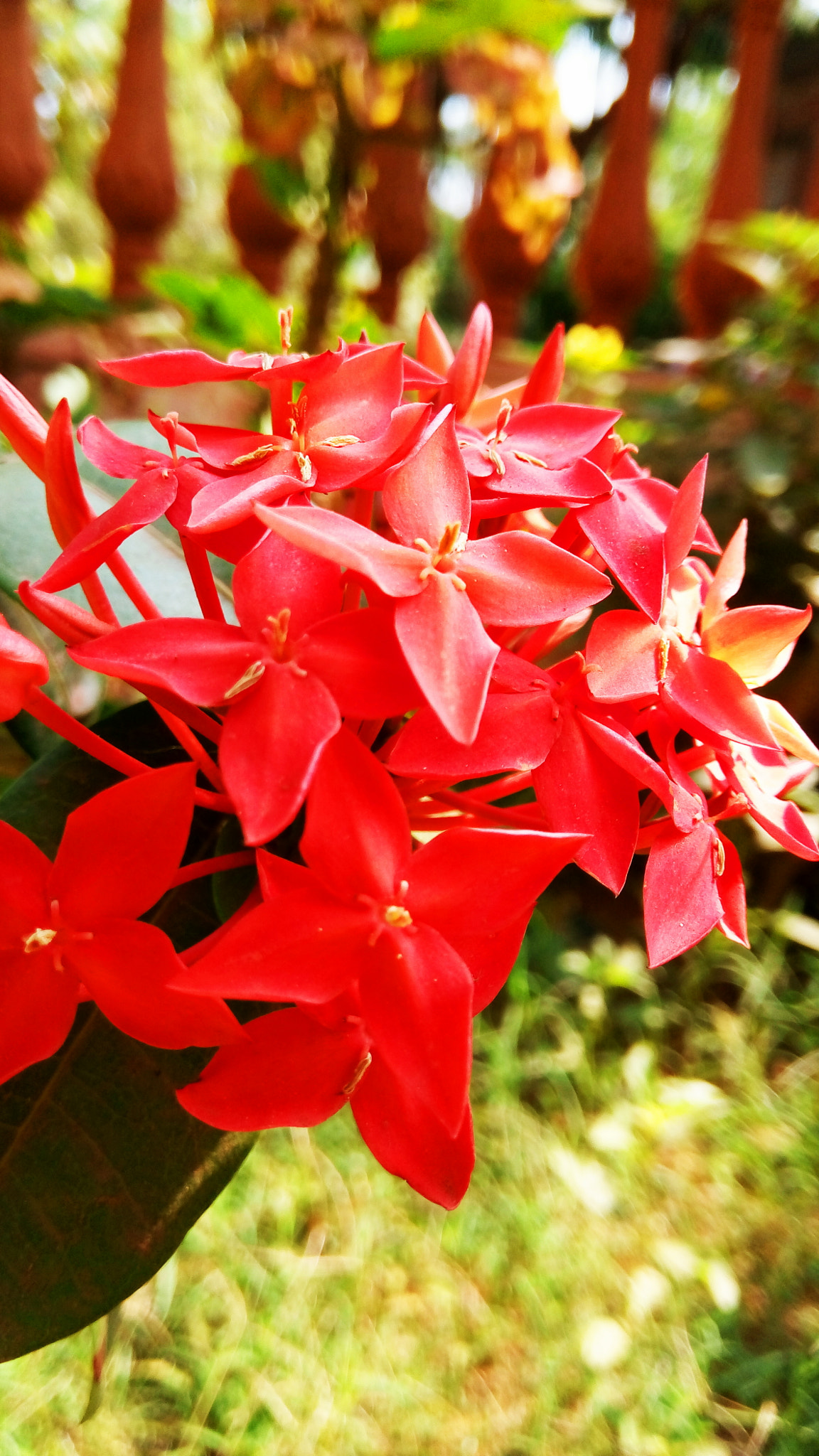 GIONEE A1 lite sample photo