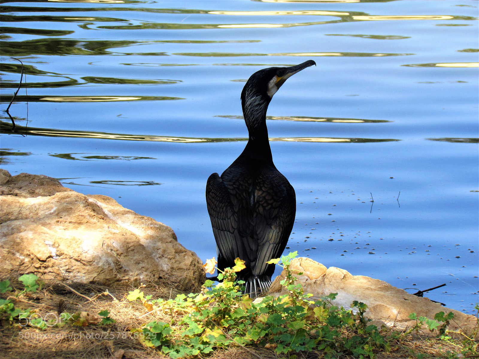 Canon PowerShot SX30 IS sample photo. Black water bird duck photography