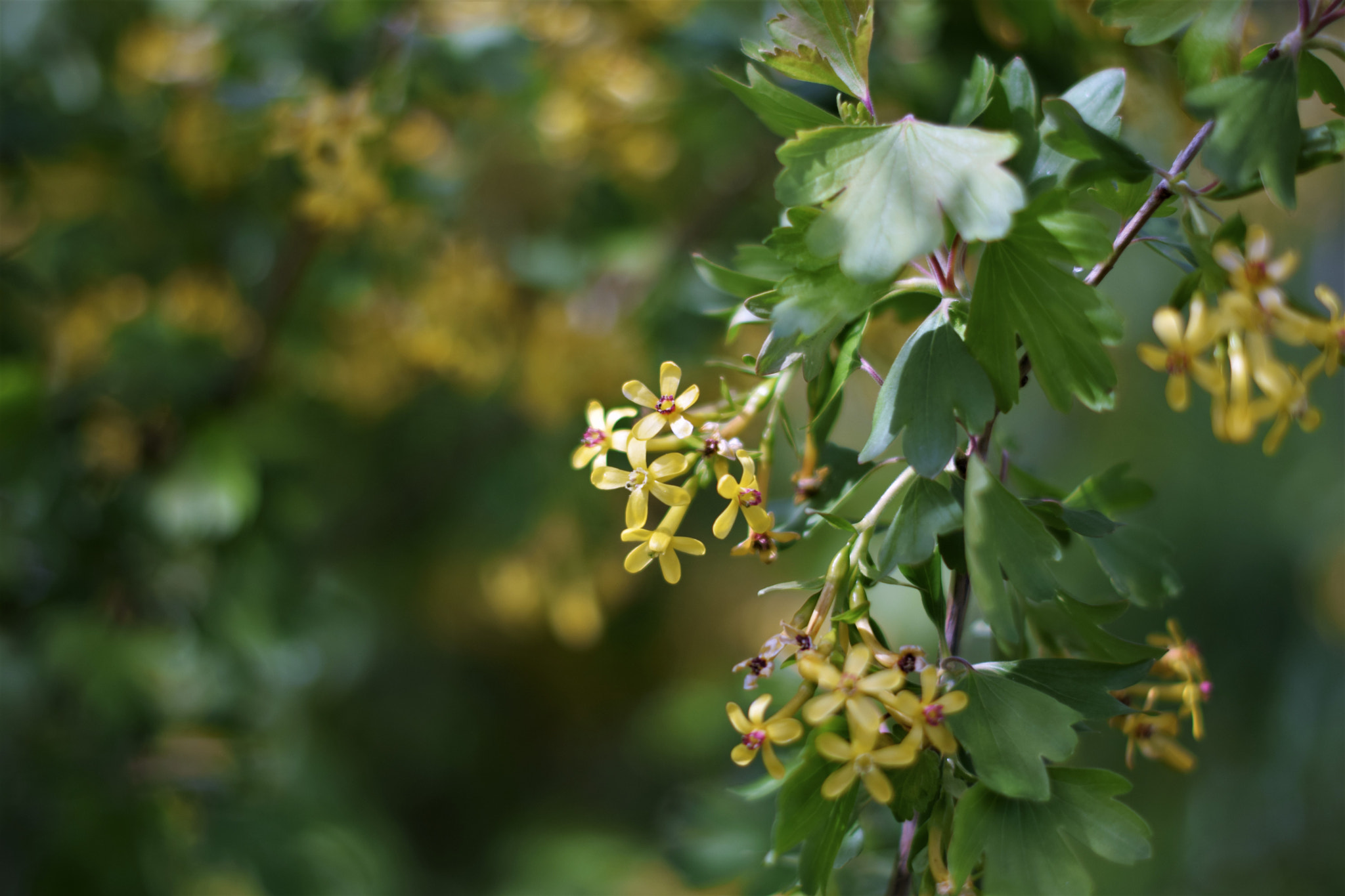 Nikon D3300 + Nikon AF-S Nikkor 50mm F1.4G sample photo. Currant blooming photography