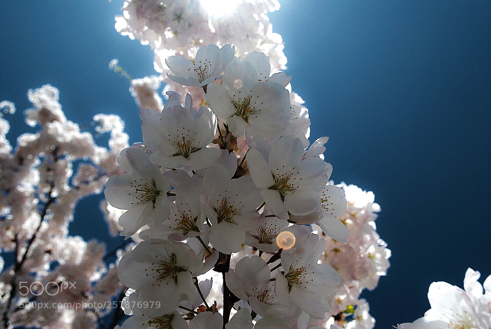 Nikon D3000 sample photo. Sakura. photography