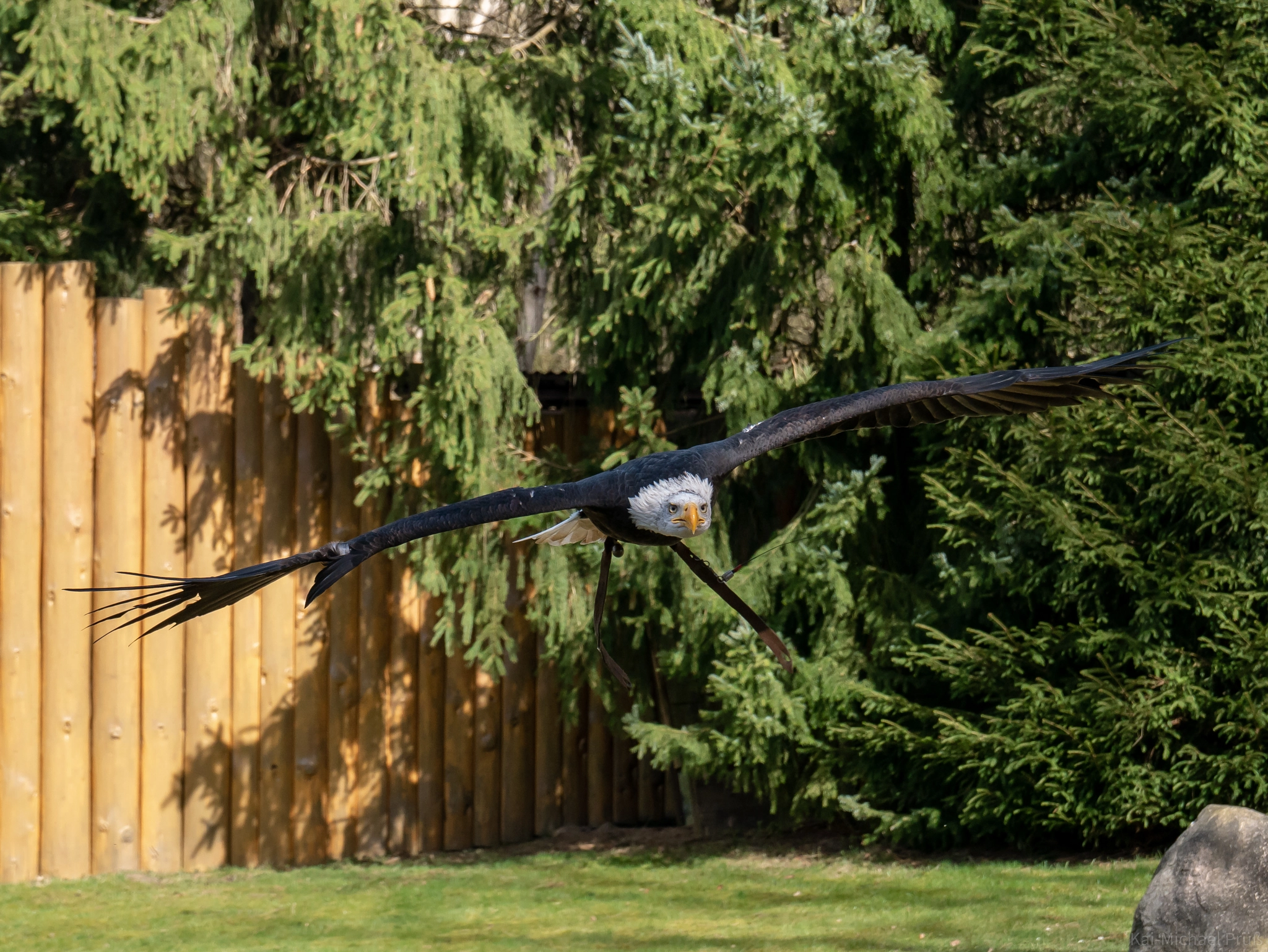 Panasonic DMC-G81 sample photo. Weißkopfseeadler flugshow photography
