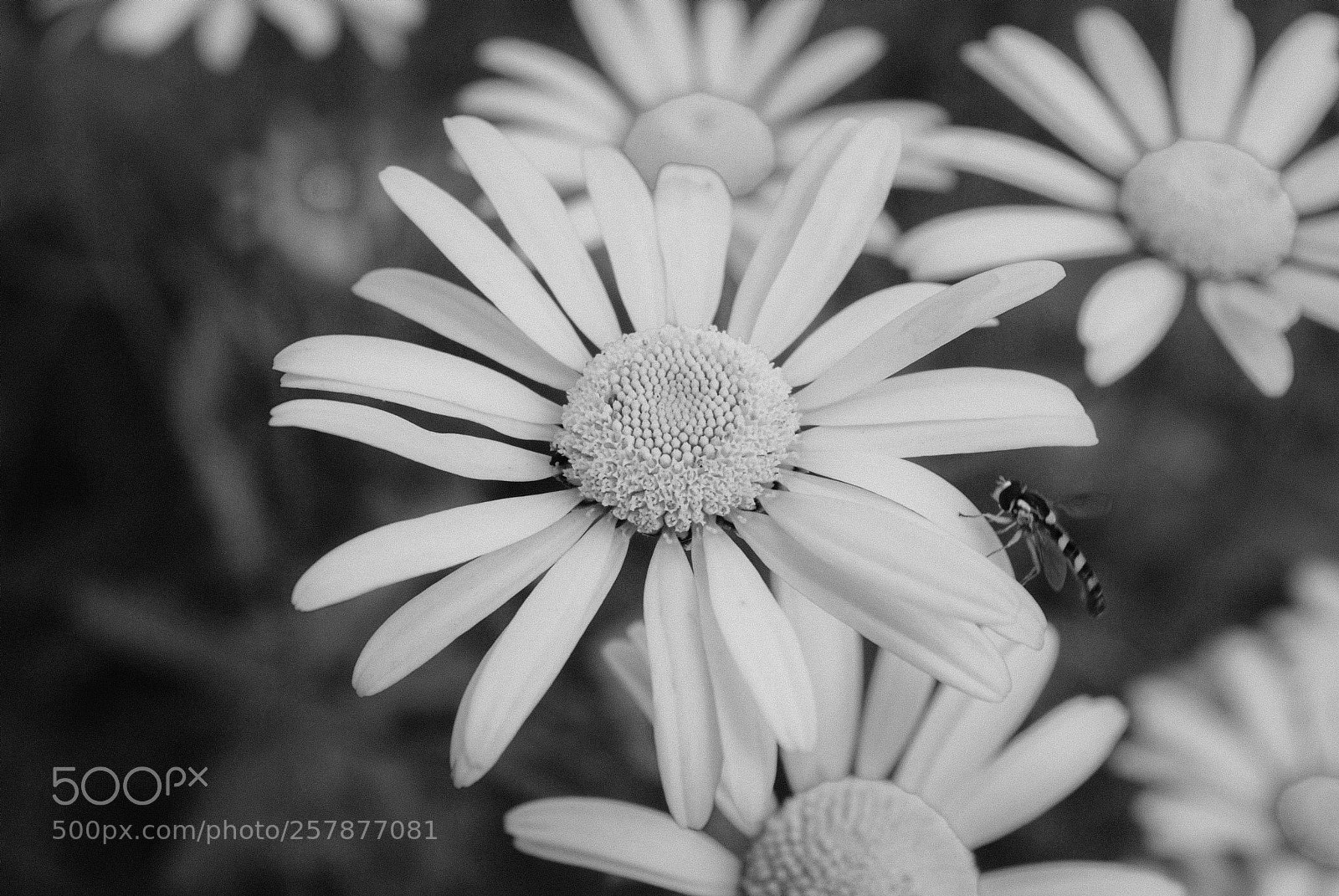 Nikon D80 sample photo. Untitled photography