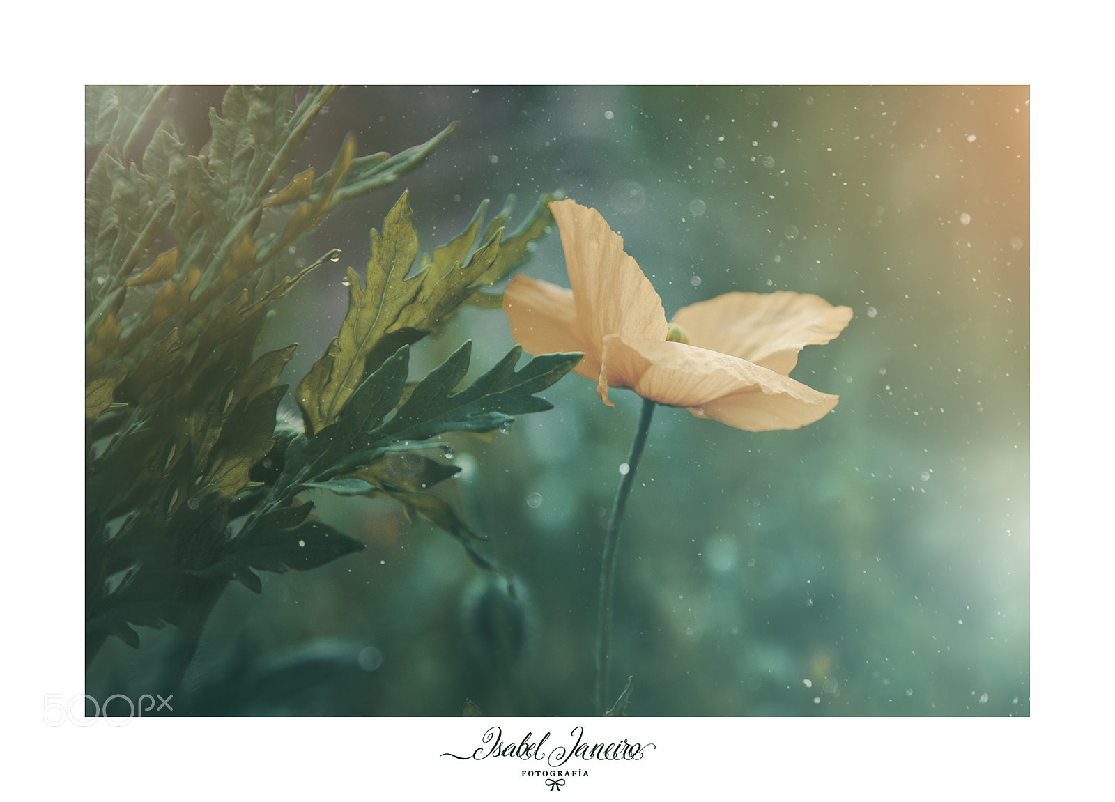 Canon EOS 6D sample photo. Poppy photography