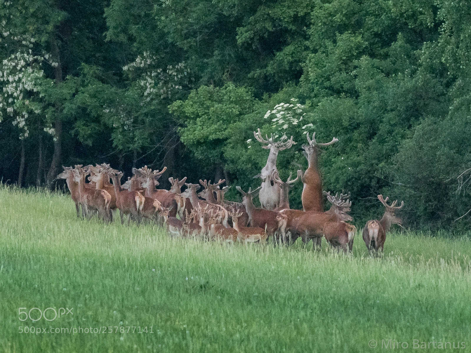 Nikon D500 sample photo. When deers dance a photography
