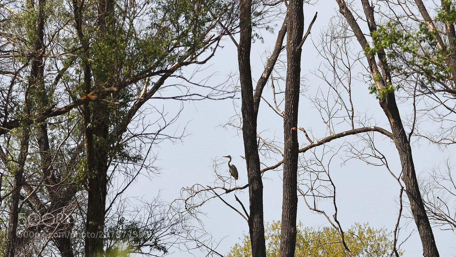 Nikon D7500 sample photo. Landscape with heron photography